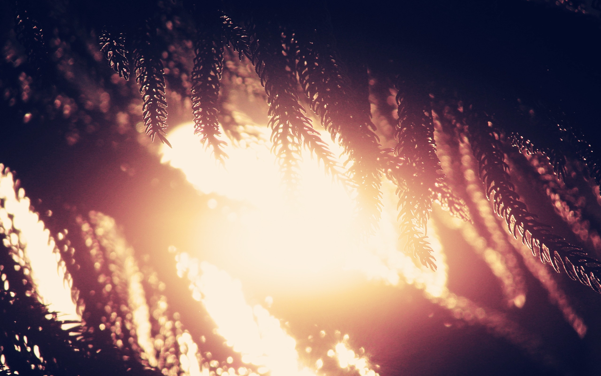 桌面上的壁纸日光 分支机构 烟花