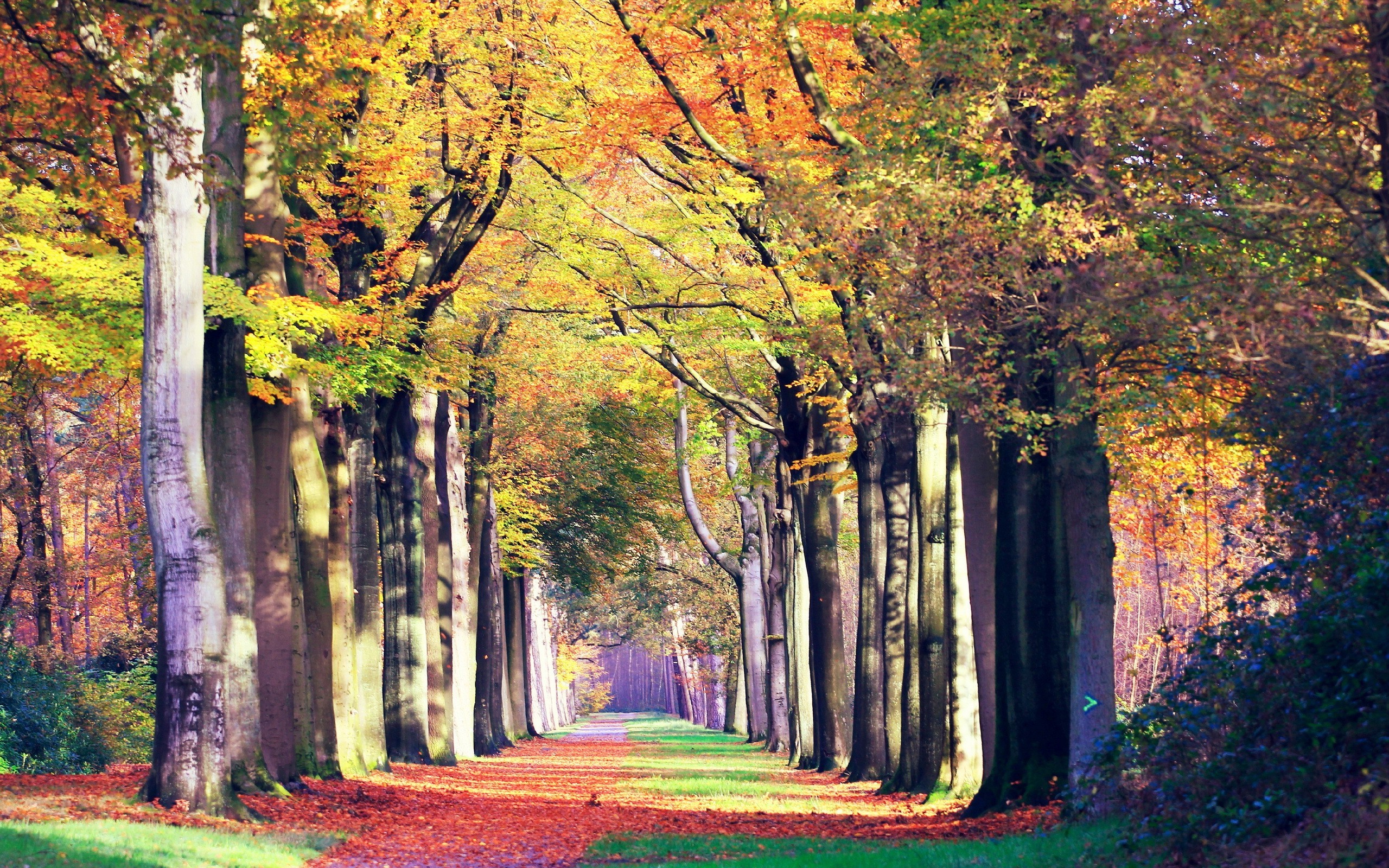 桌面上的壁纸日光 落叶的 木材