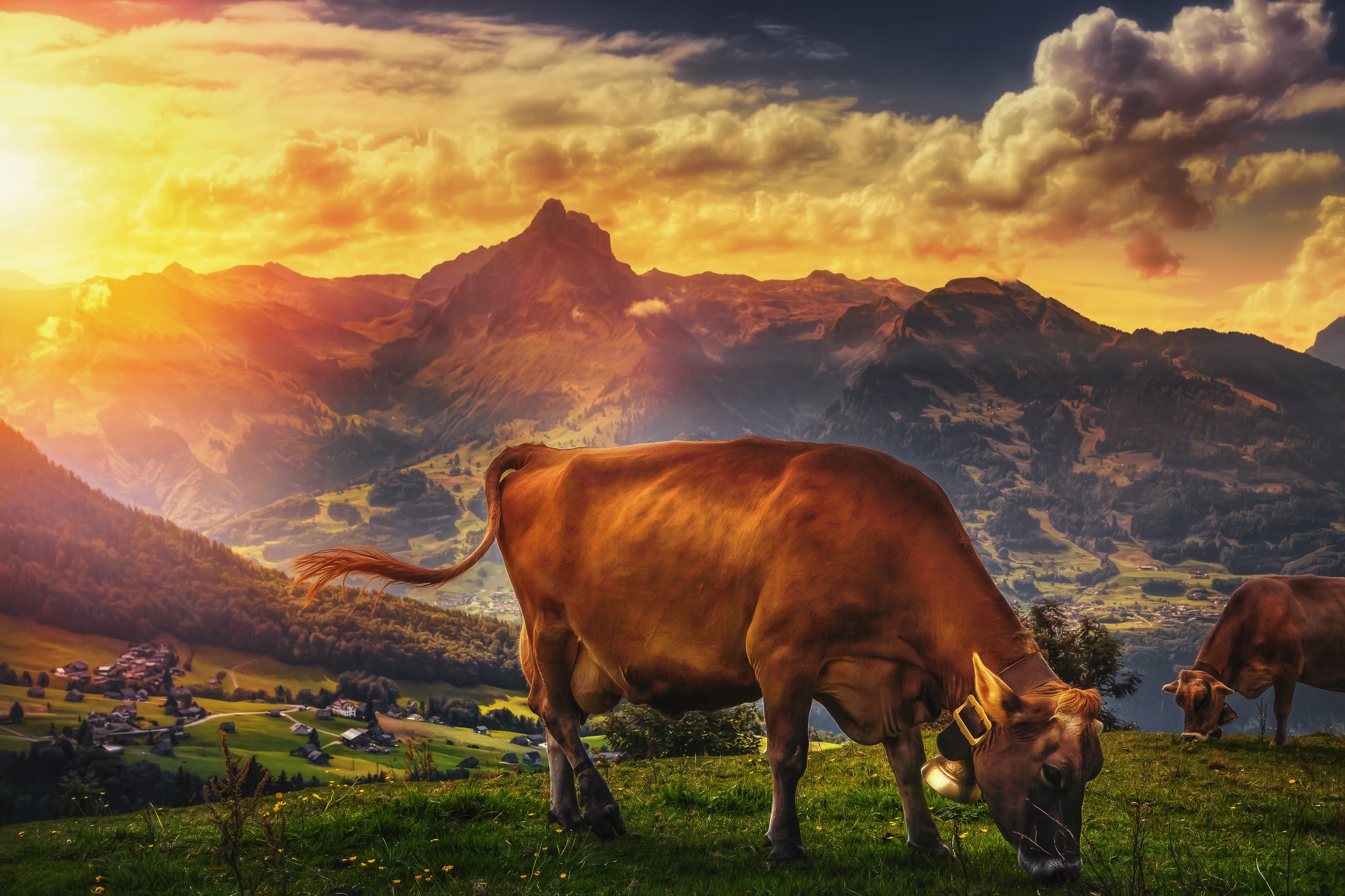 日落时分在草地上吃草的奶牛