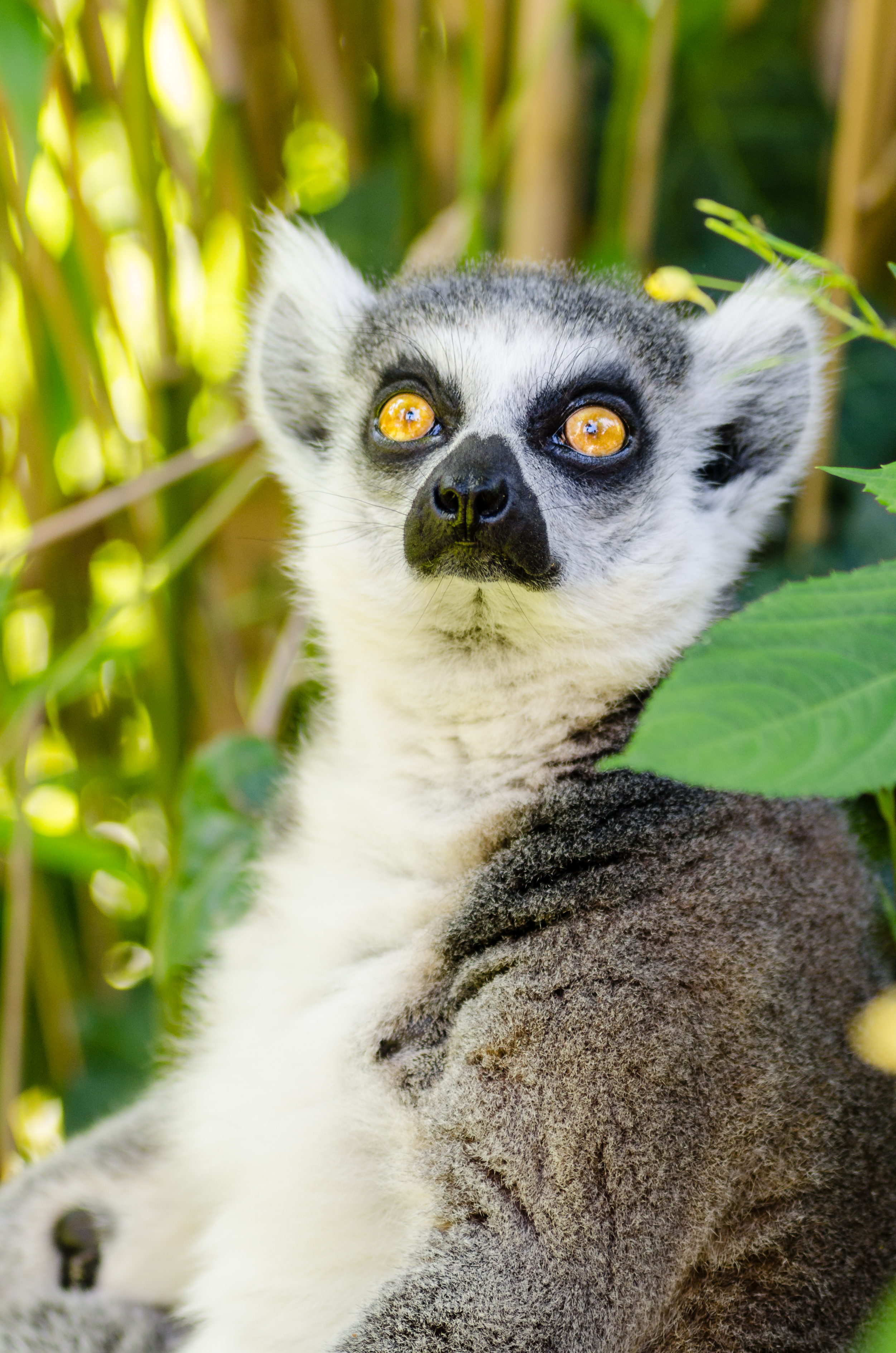 Wallpapers tree boke ring on the desktop