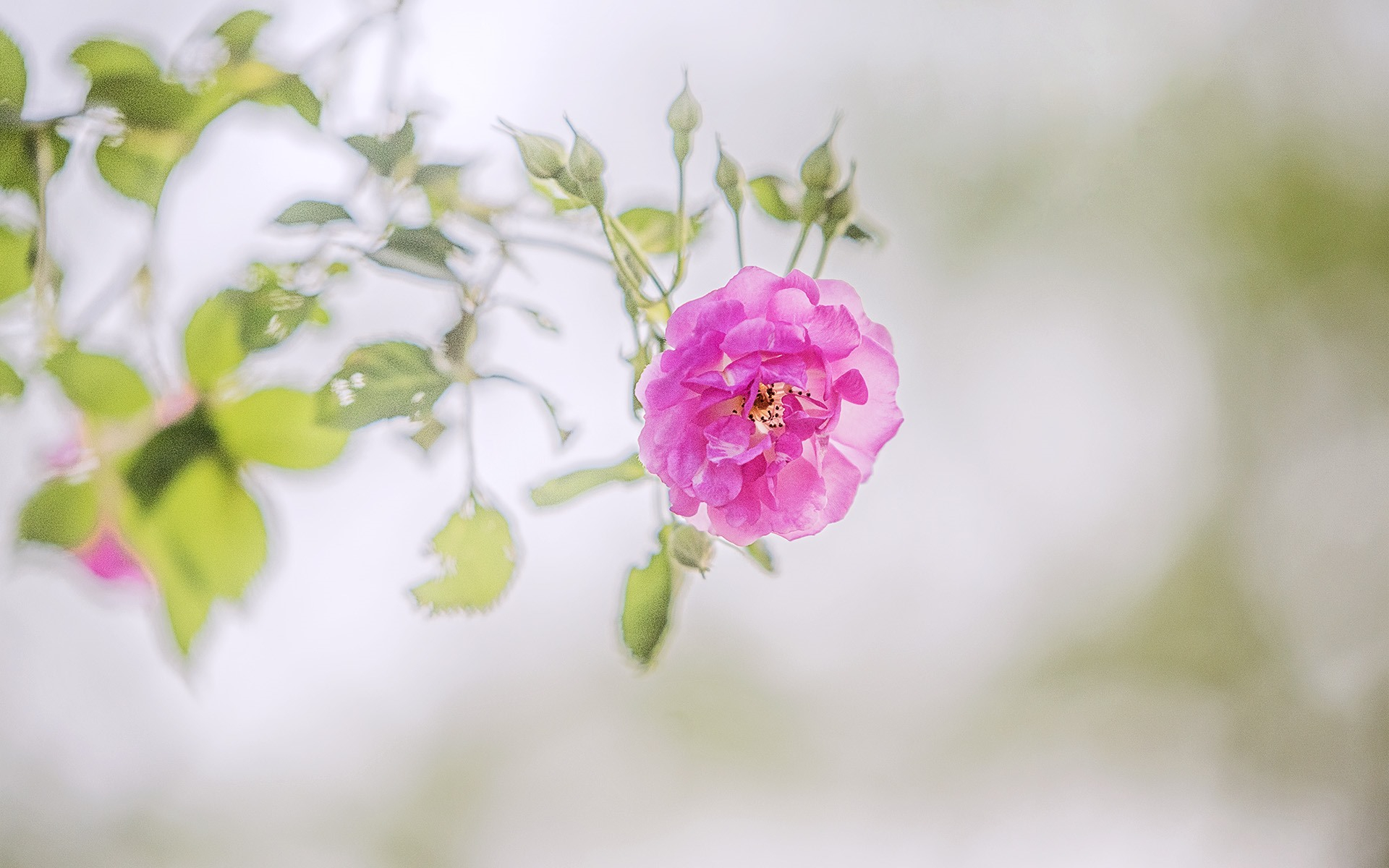 Free photo Little pink rose on a twig