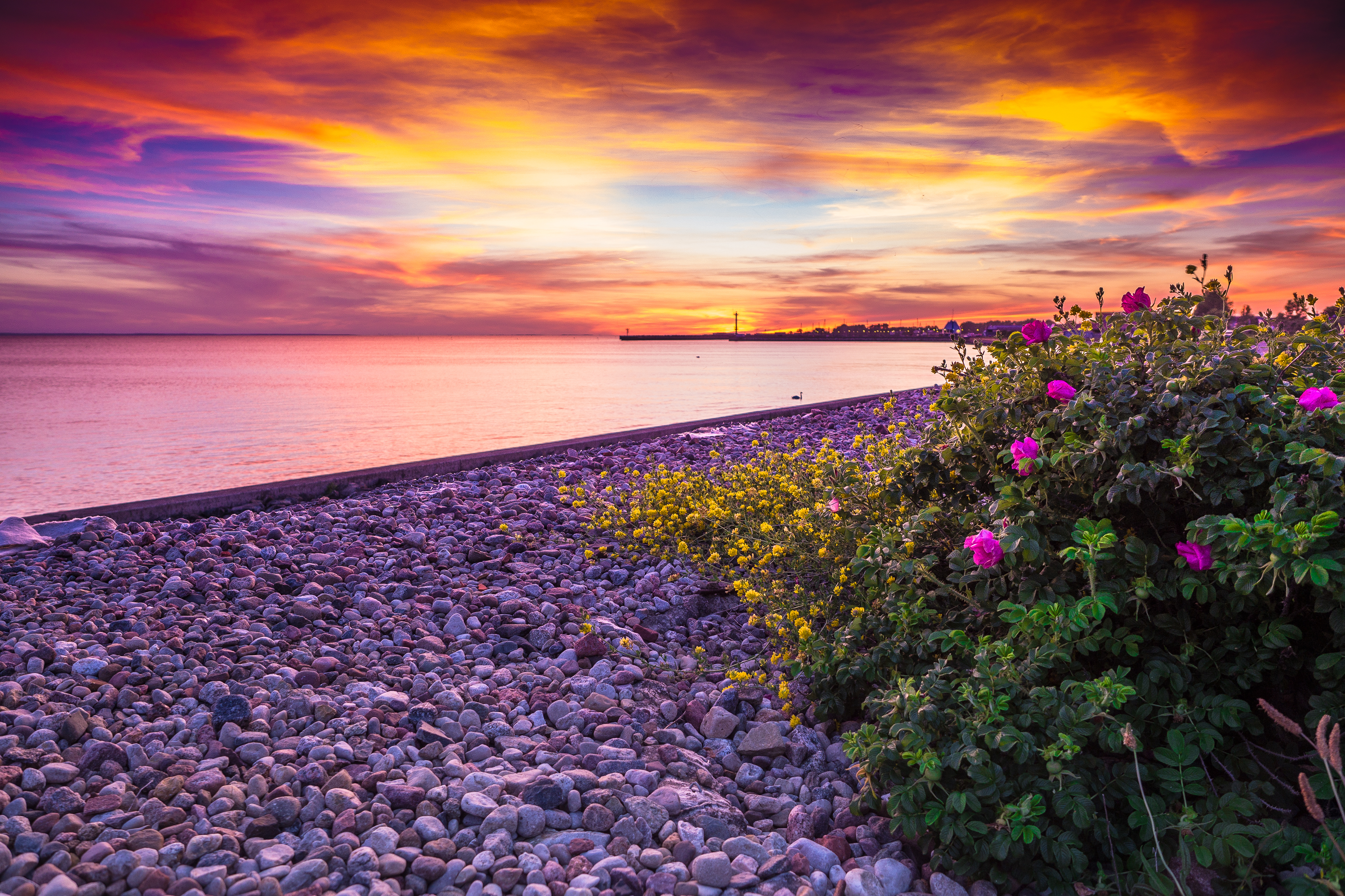 Wallpapers flowers beach landscape on the desktop