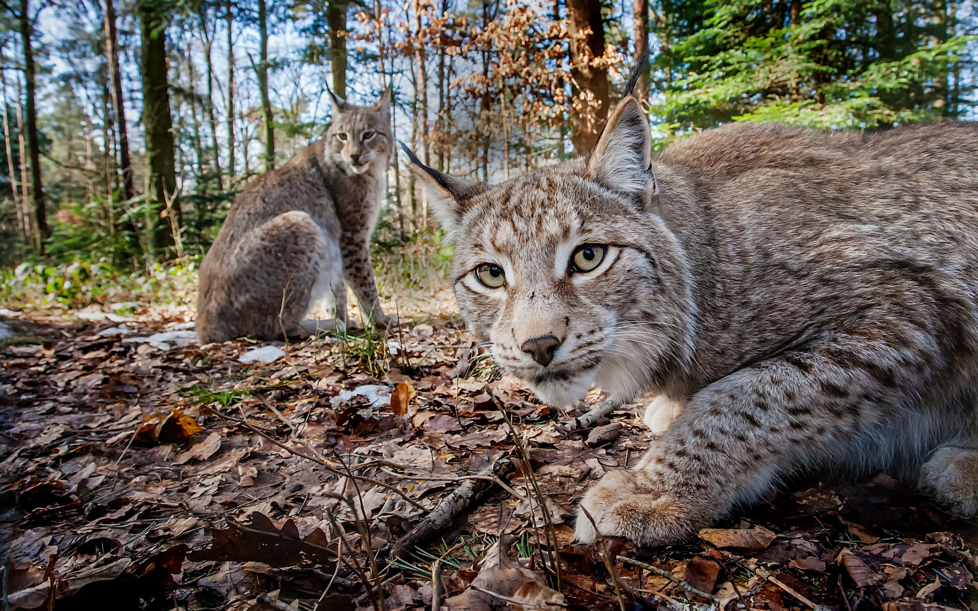 免费照片一对野猫