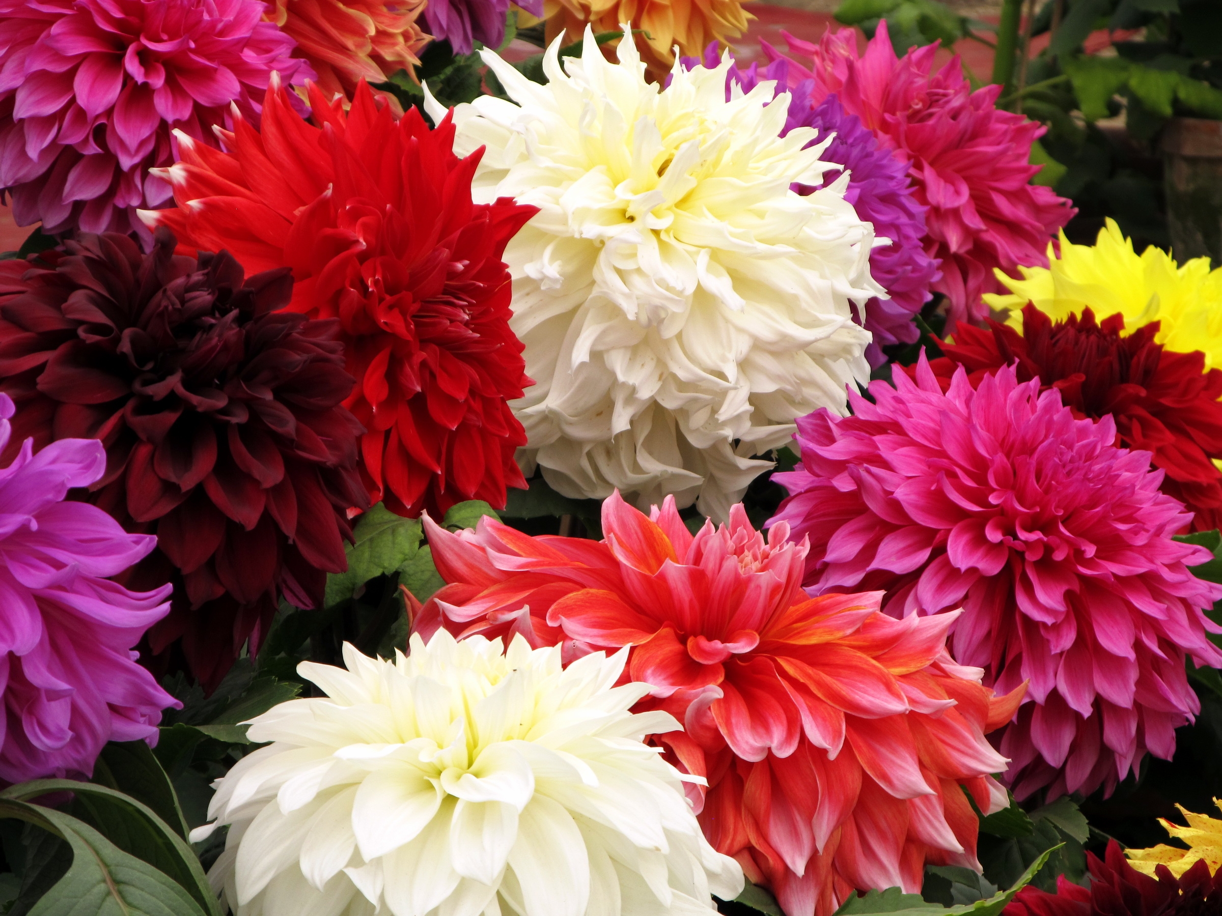 Colored peonies
