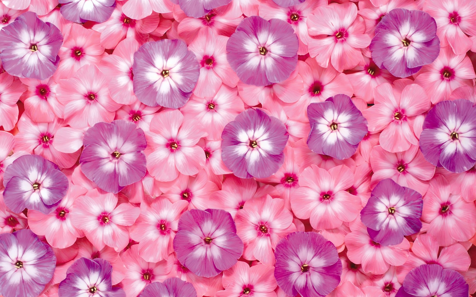 A background of pink flowers