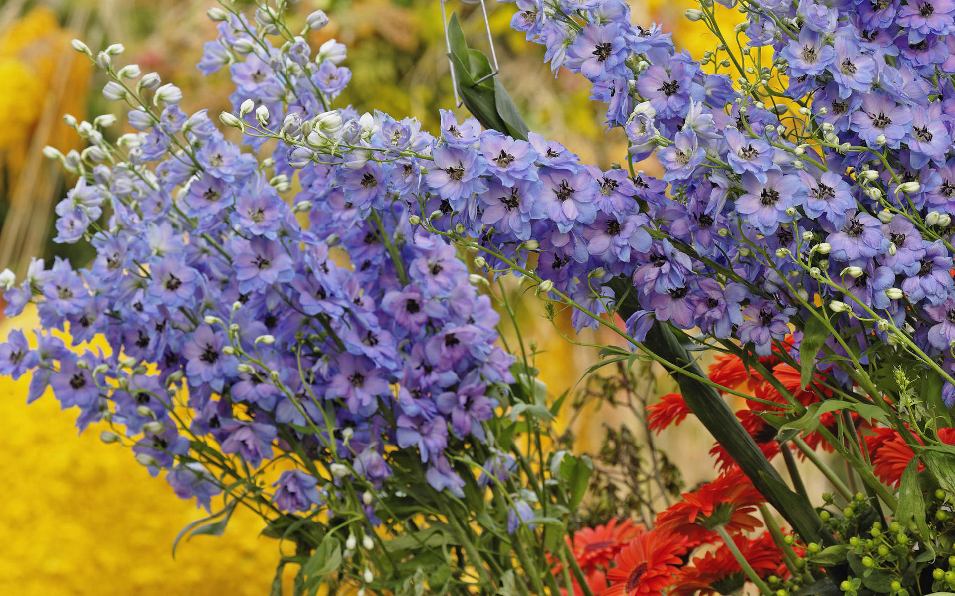 Wallpapers leaves flower bed flowers on the desktop