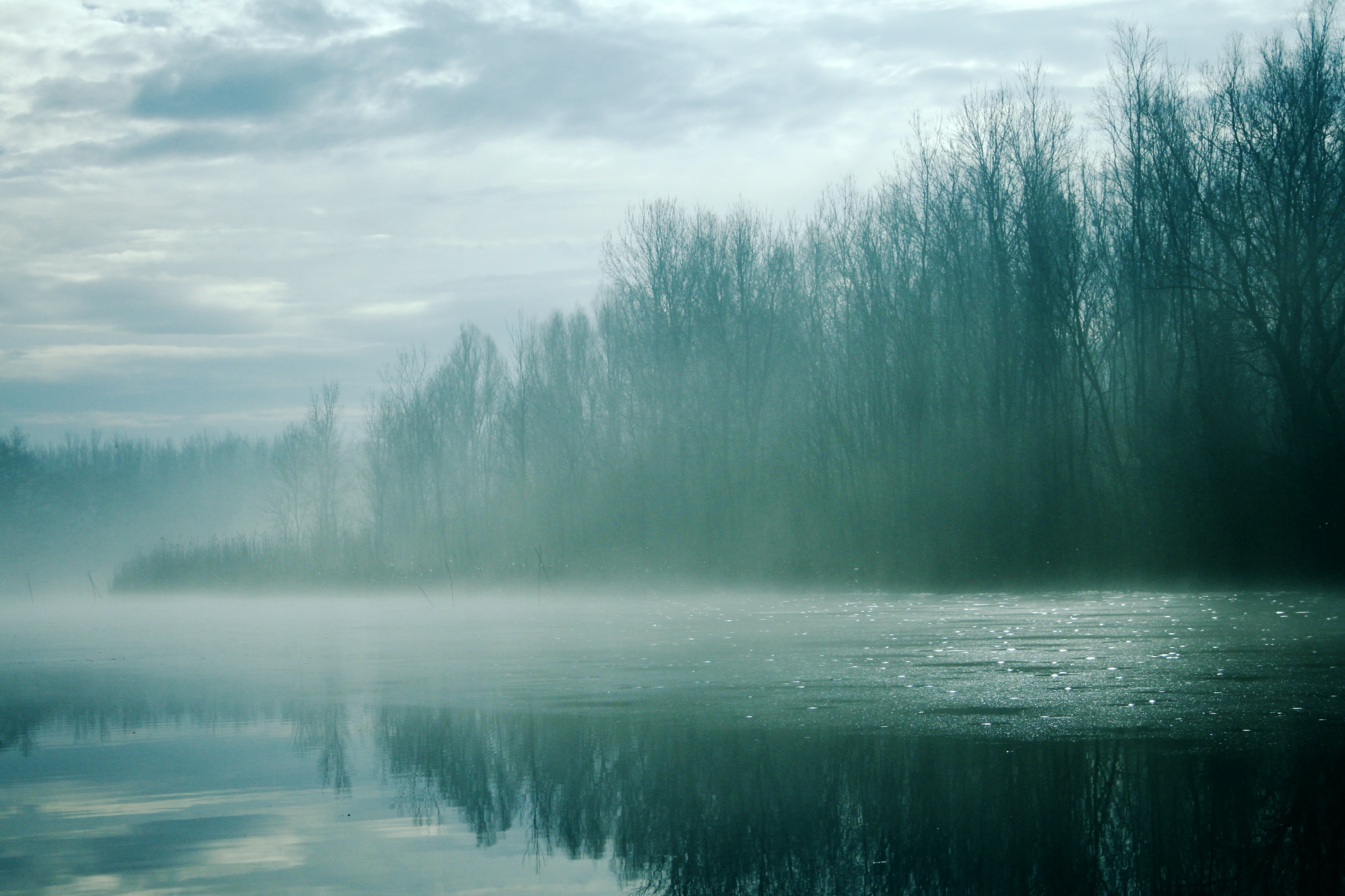 Wallpapers landscape tree water on the desktop