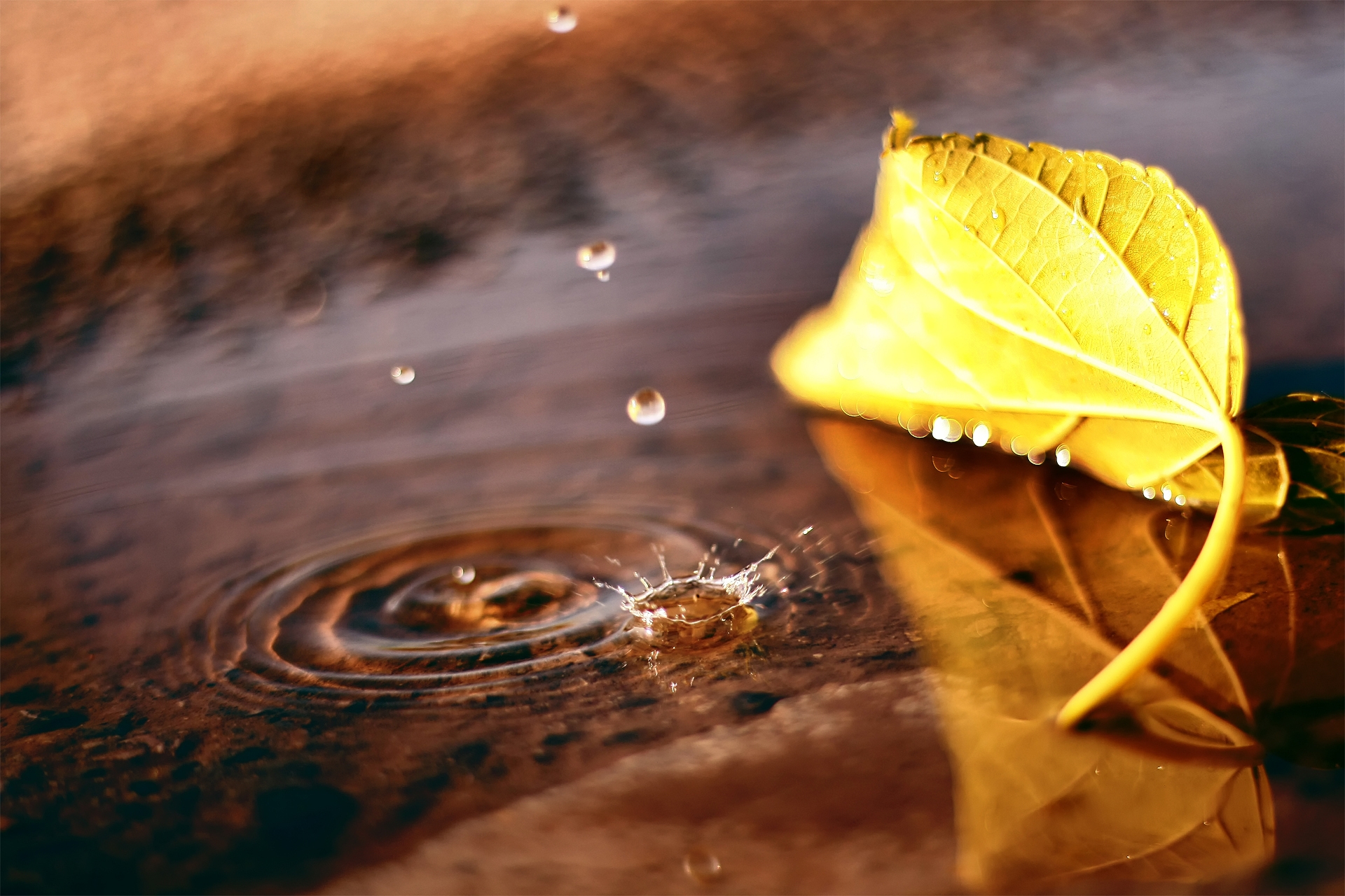 一片秋天的黄叶躺在水坑里