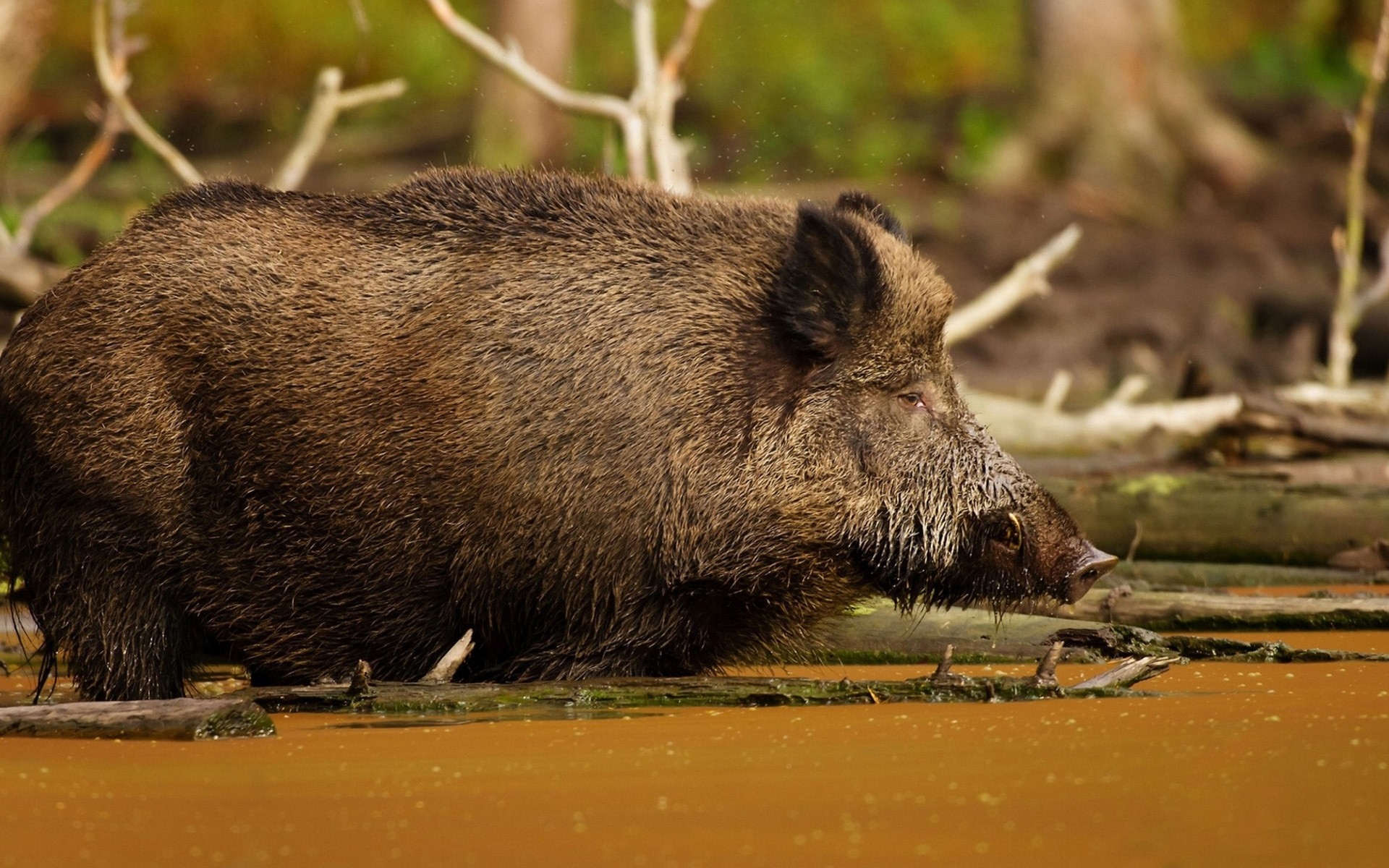 Wallpapers nature wildlife dirt on the desktop