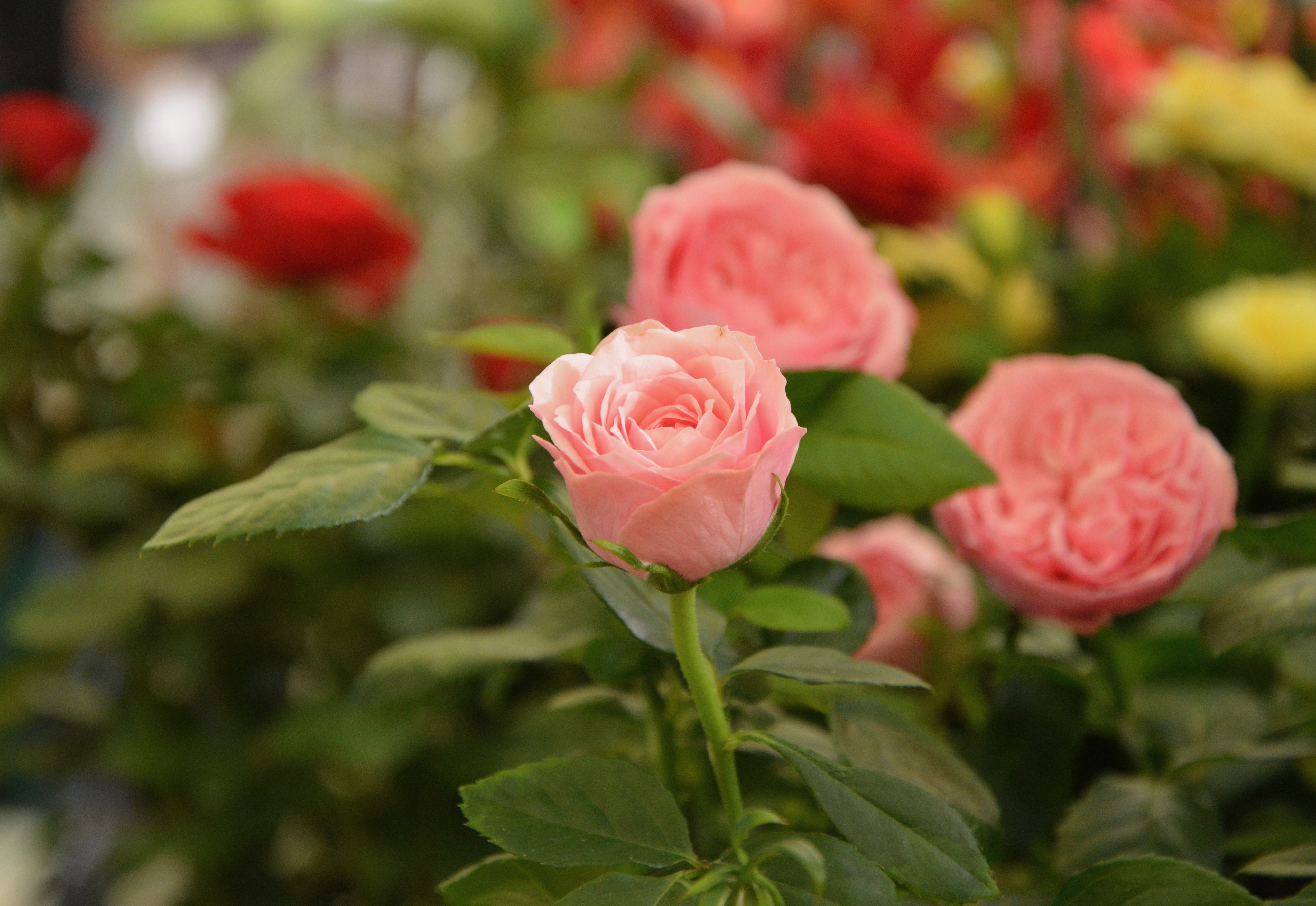 Wallpapers flower color blooming on the desktop