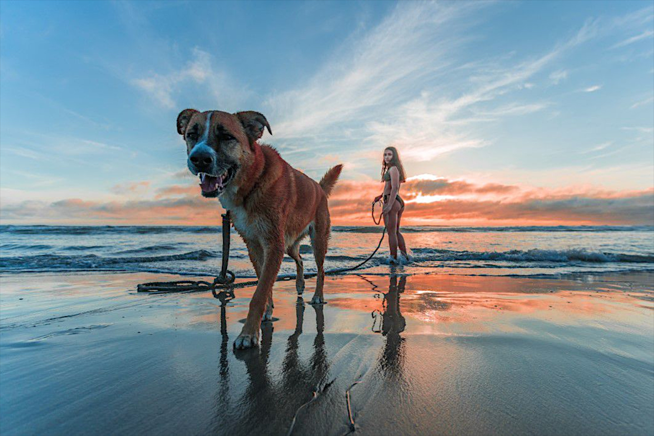 免费照片一个女孩带着她的狗在海滩上散步。