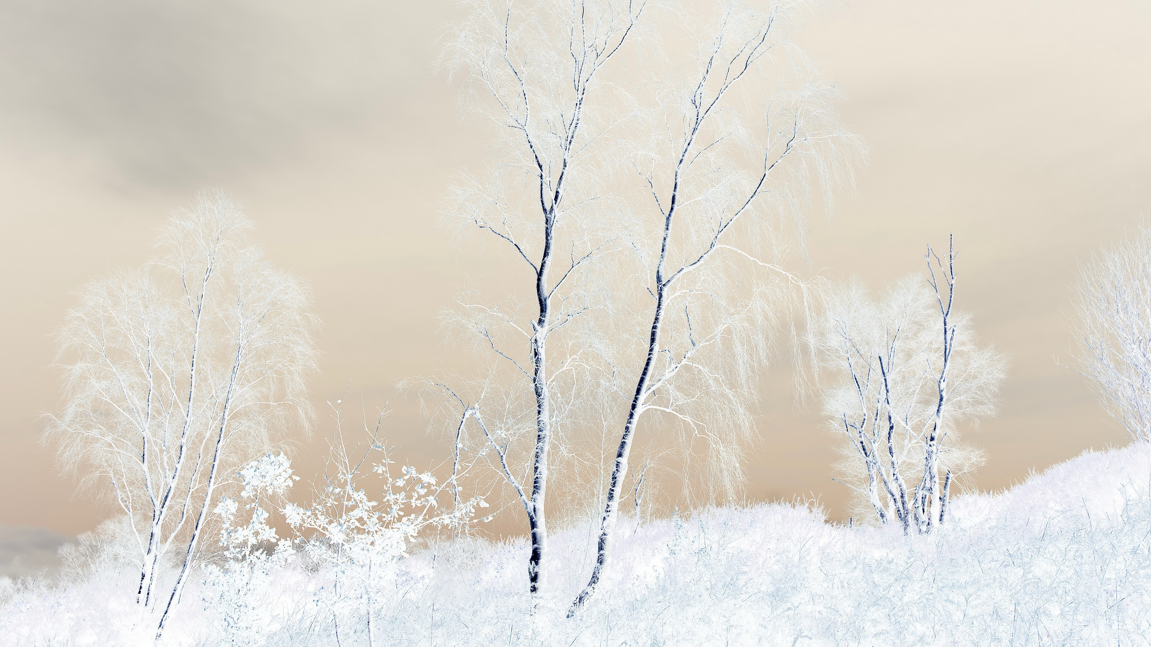 Free photo A white, frosty winter covered the trees and grass with snow