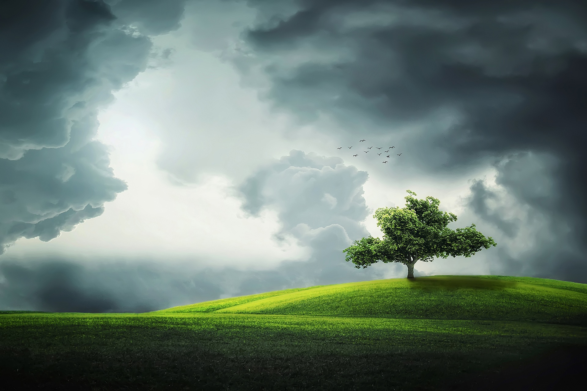 Free photo A lone tree with green foliage on a green hill