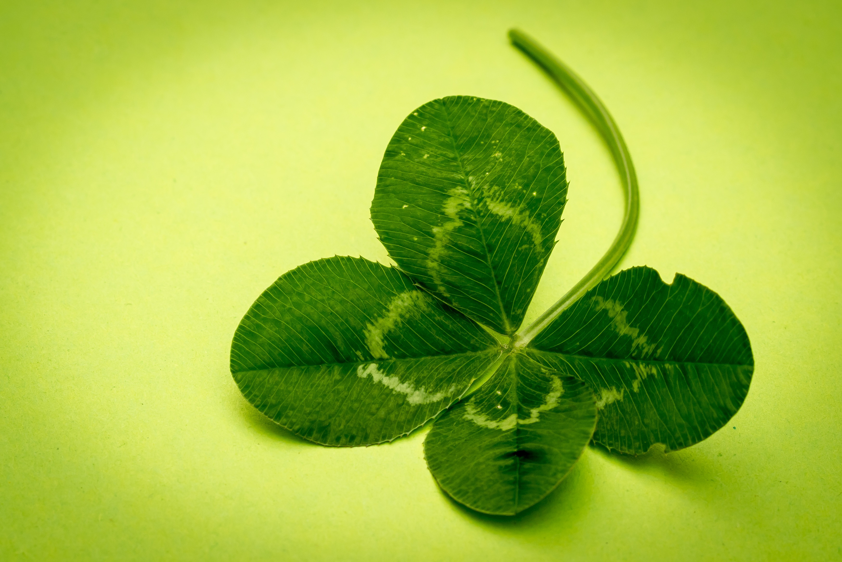 Wallpapers close-up annual plant lucky clover on the desktop