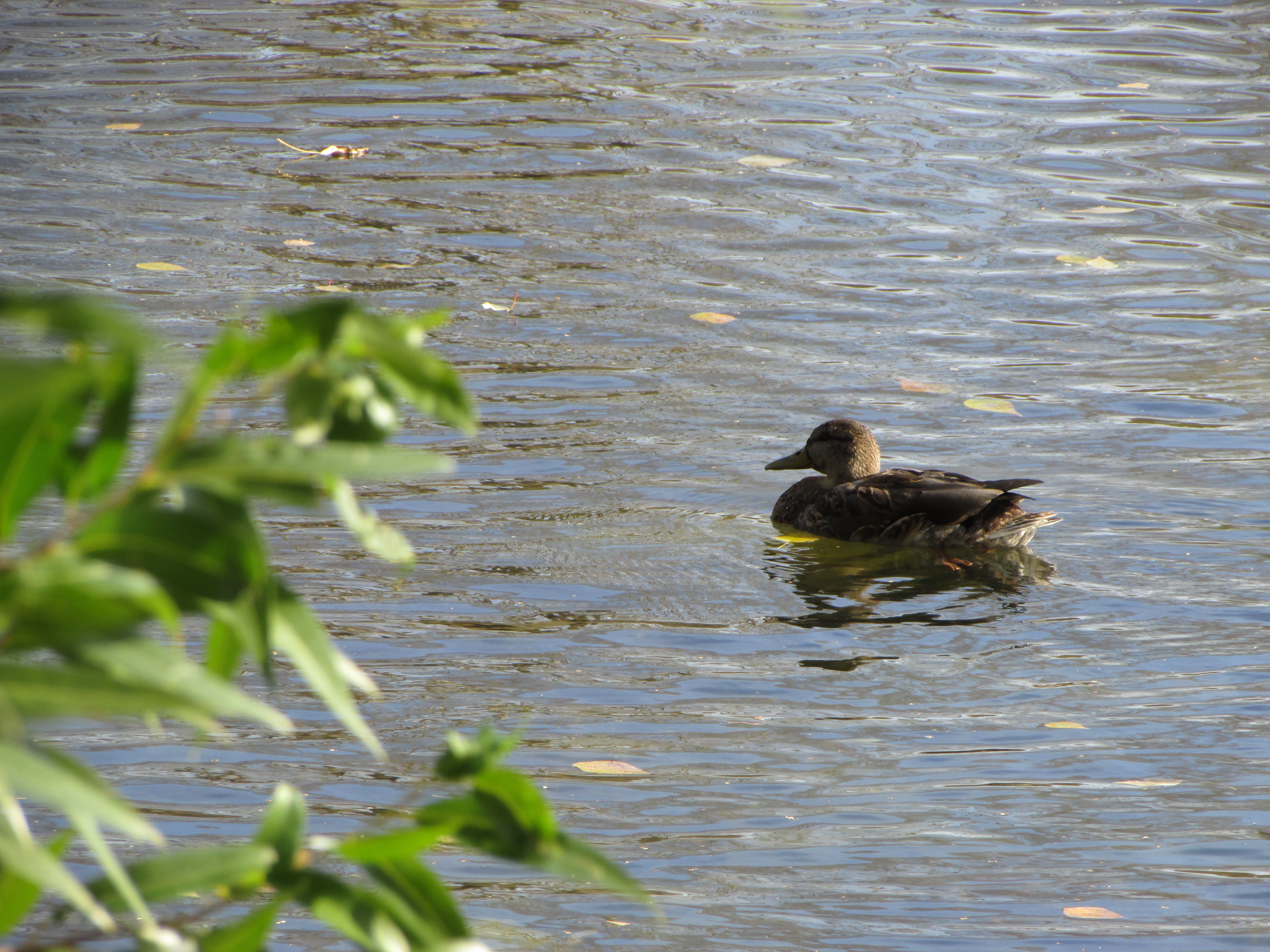 Free photo A duck in a summer pond against a background of green foliage.