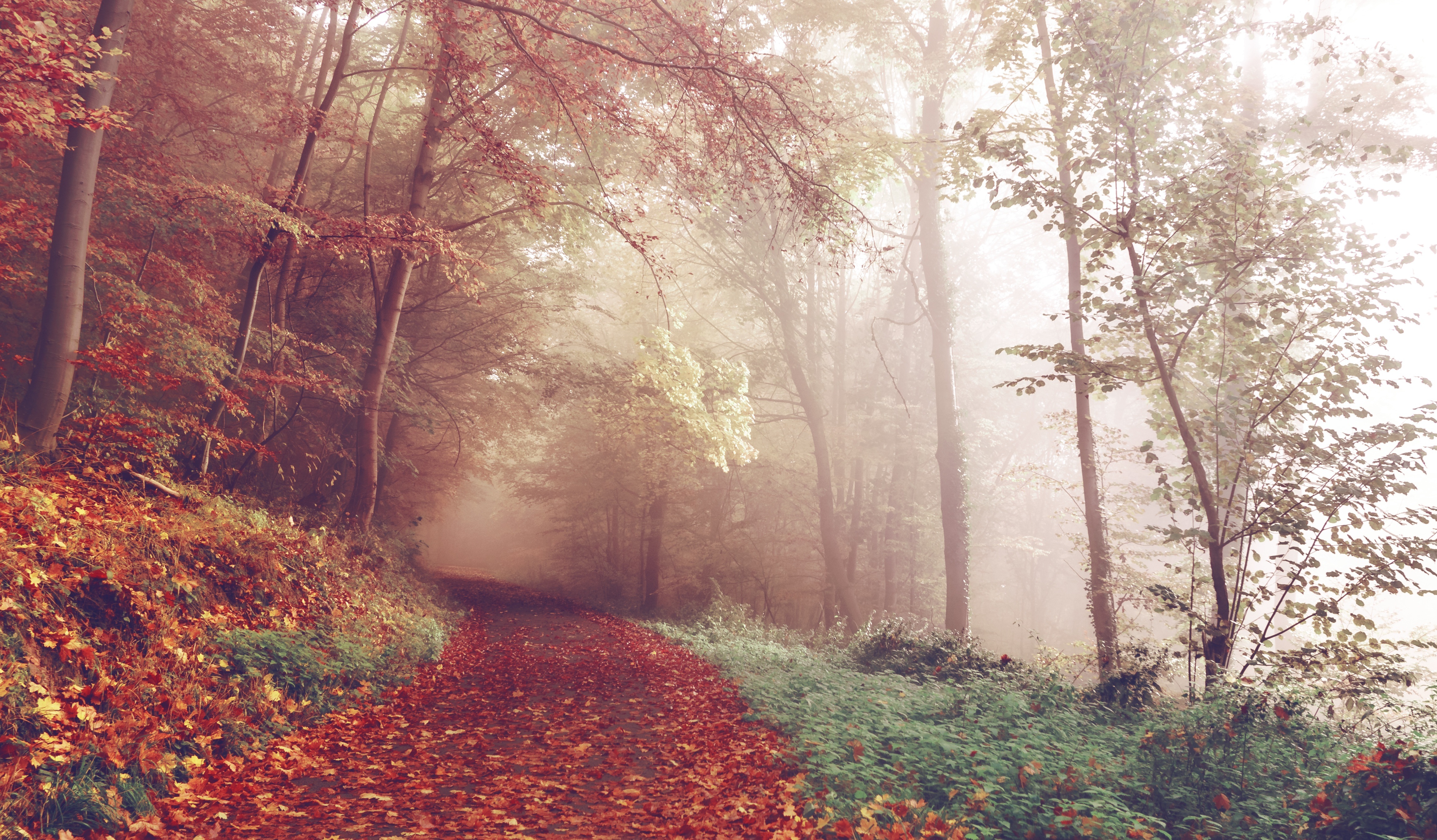 Free photo Fog in the fall forest during leaf fall