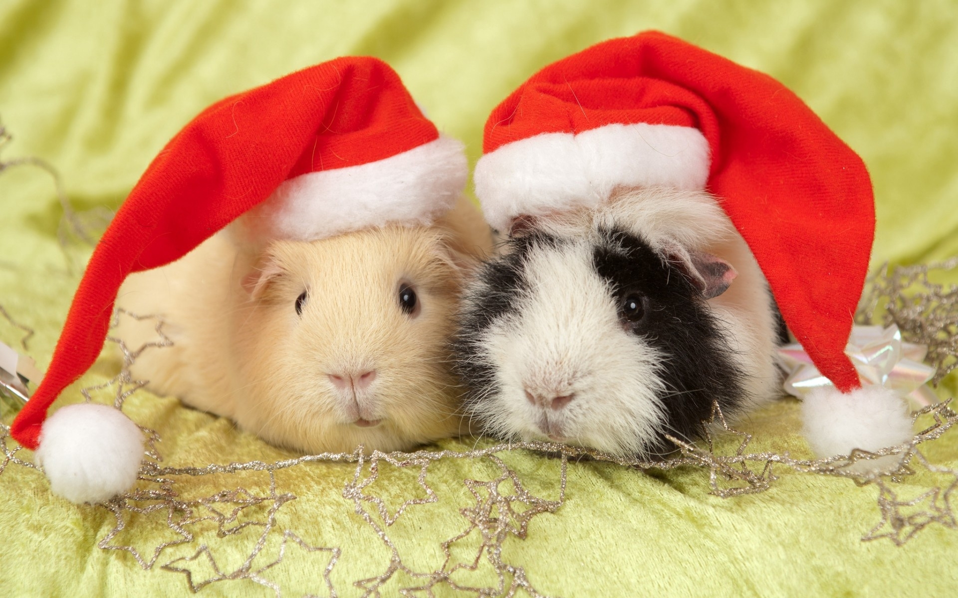 Бесплатное фото Морские свинки в новогодней шапке