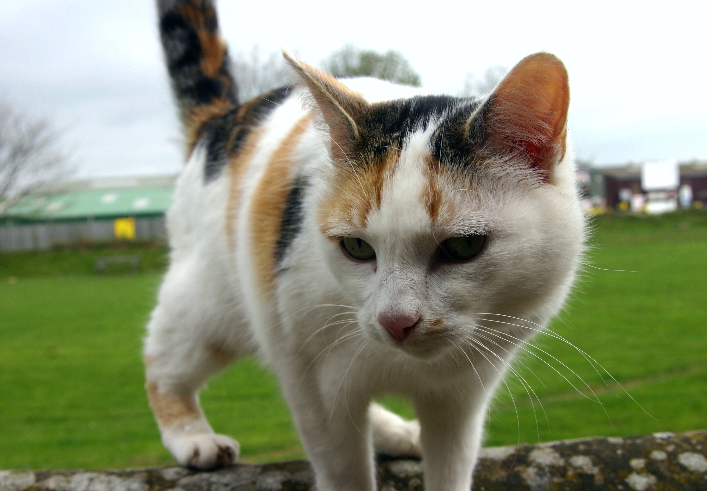 Обои кот белый любопытная морда на рабочий стол