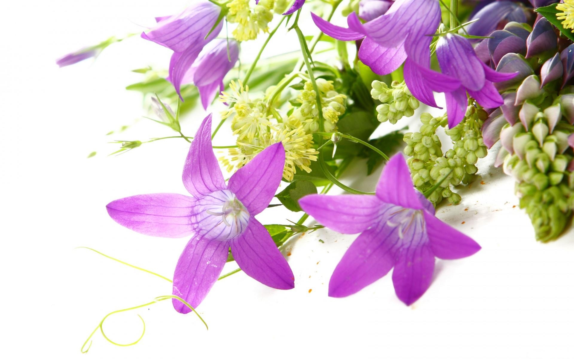 Free photo Beautiful purple flowers on a white background