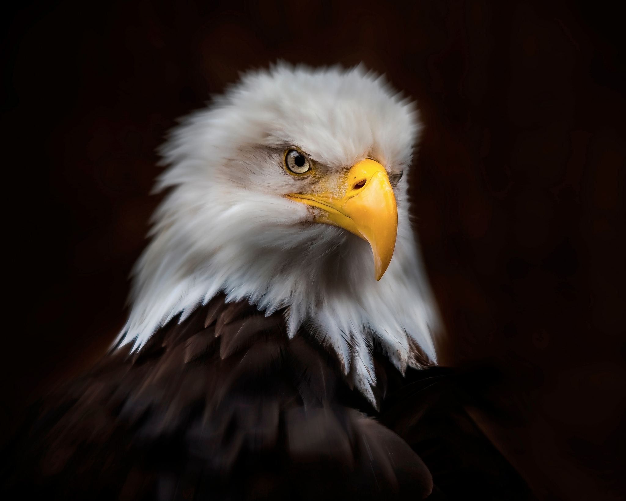 Wallpapers Royal Portrait Bald Eagle Bird on the desktop