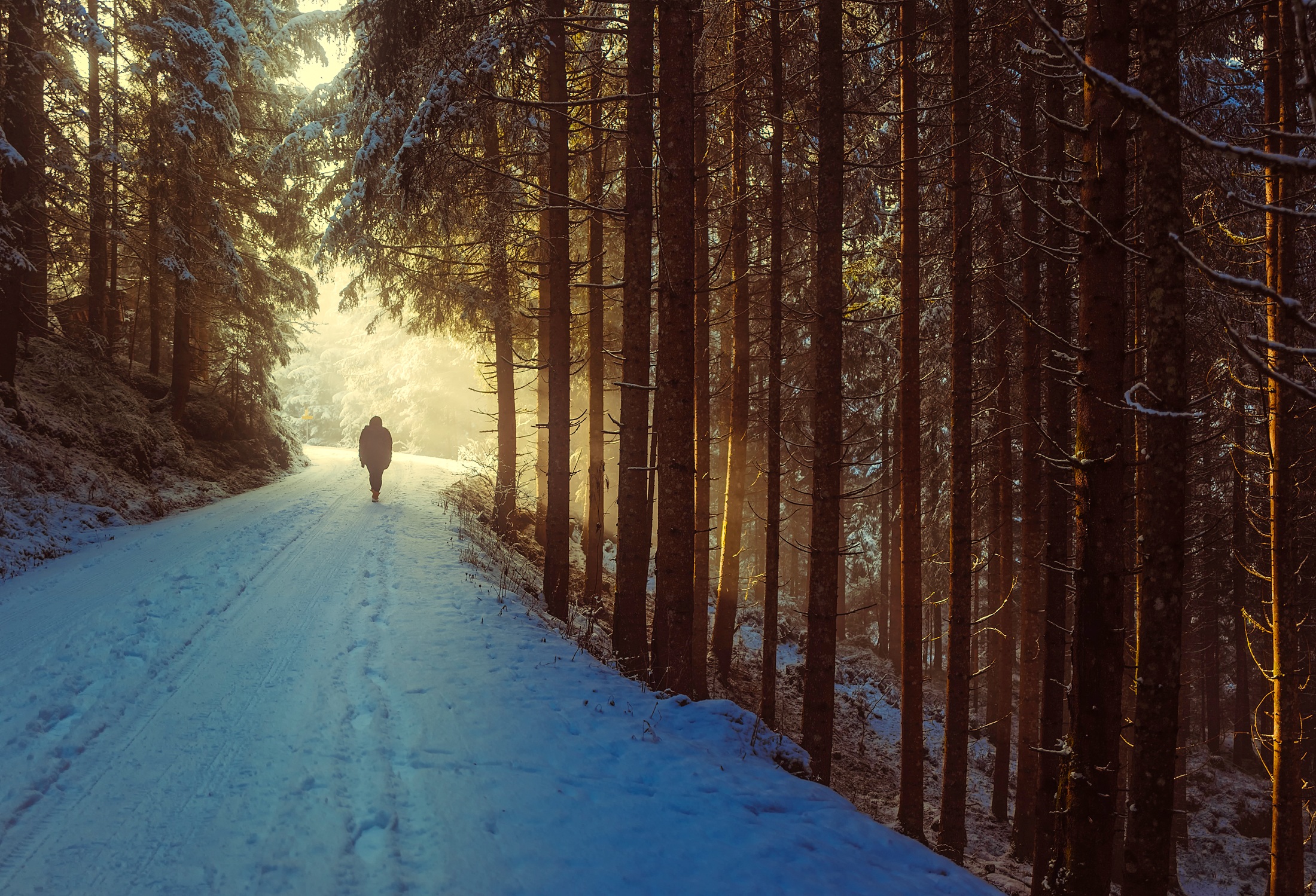 免费照片走在针叶林中积雪覆盖的道路上