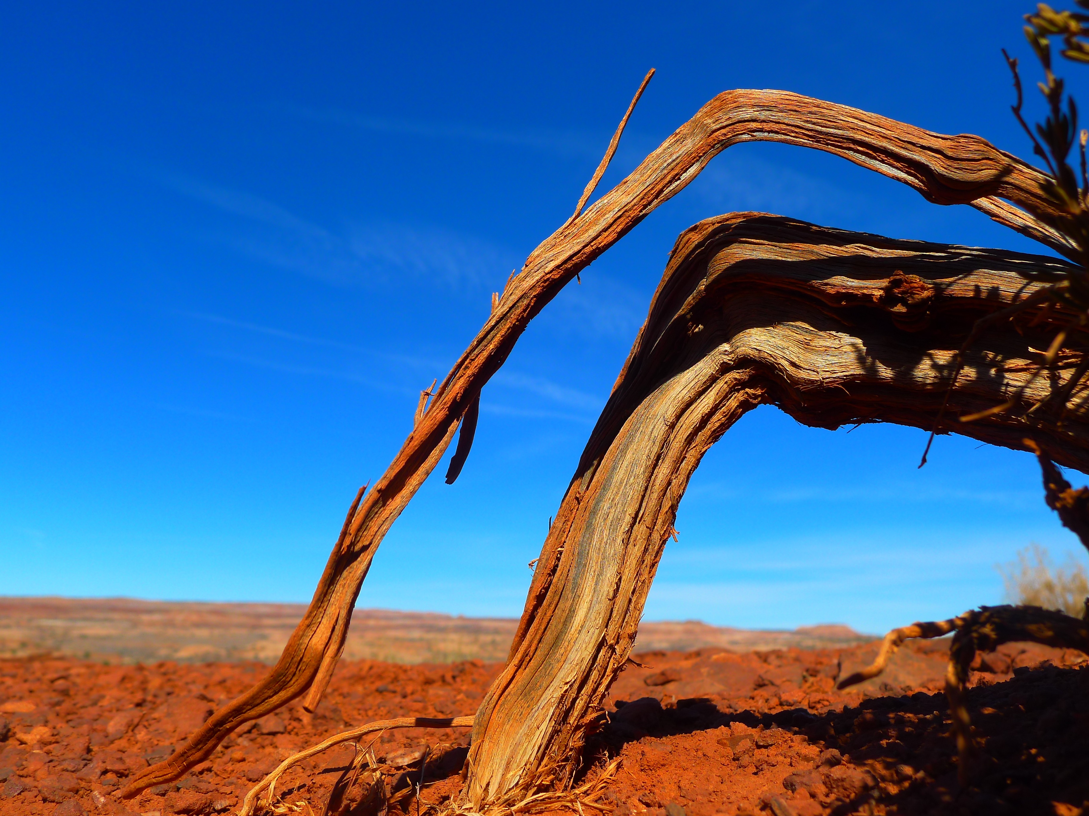 Free photo Strange roots of a tree growing in the sands of the Savannah.