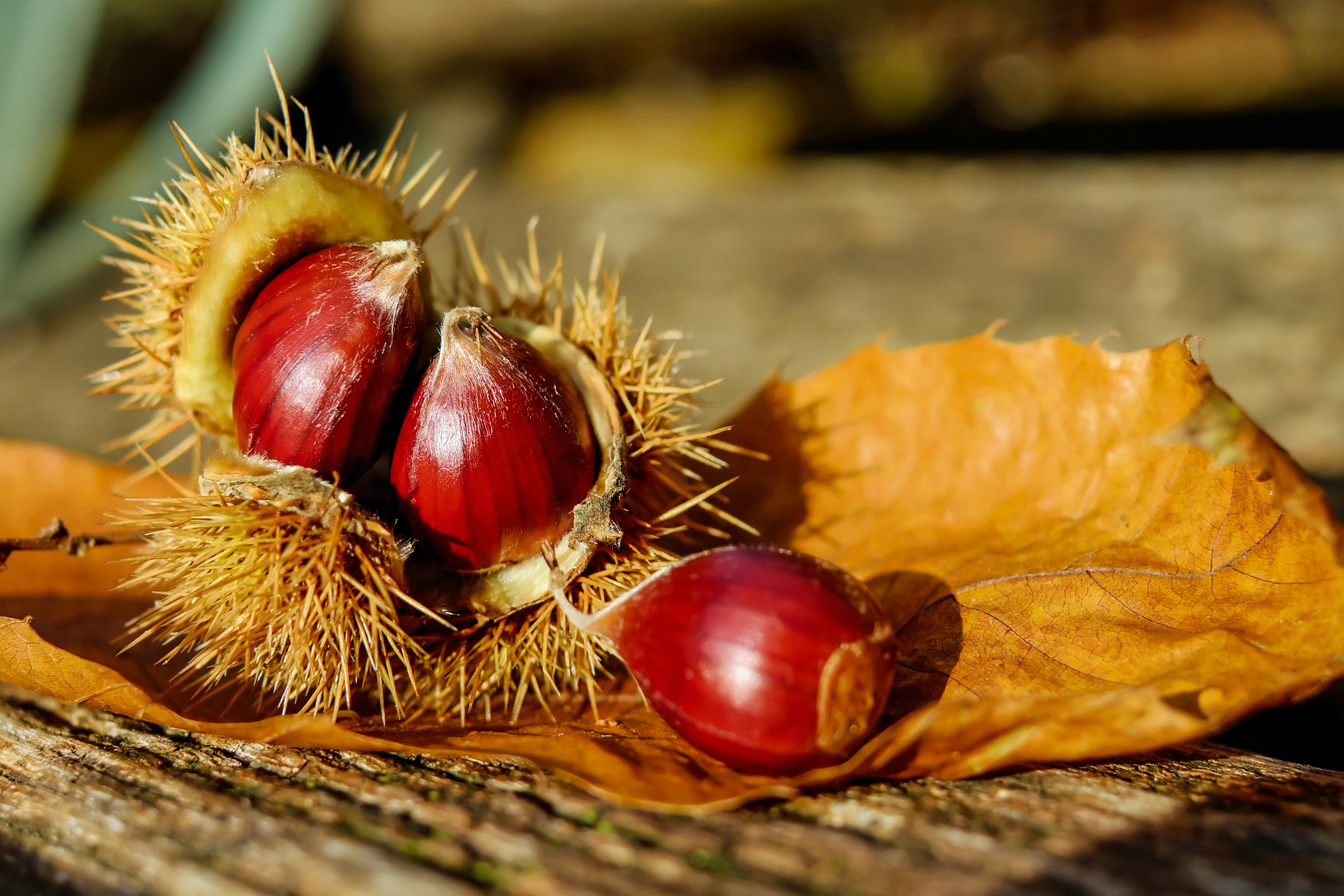 Free photo The nutty fruit of the tree