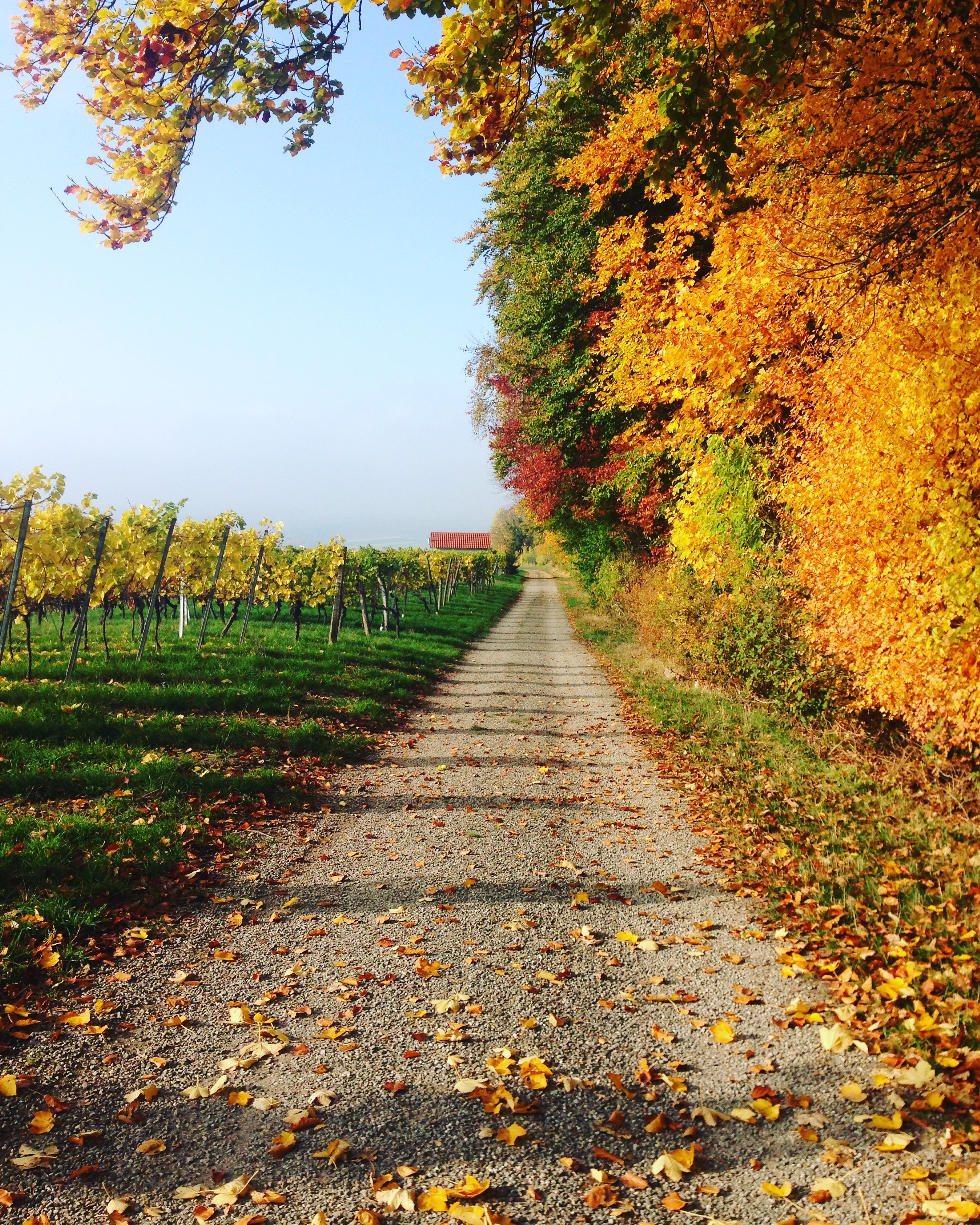 Free photo A dirt road along a fall forest