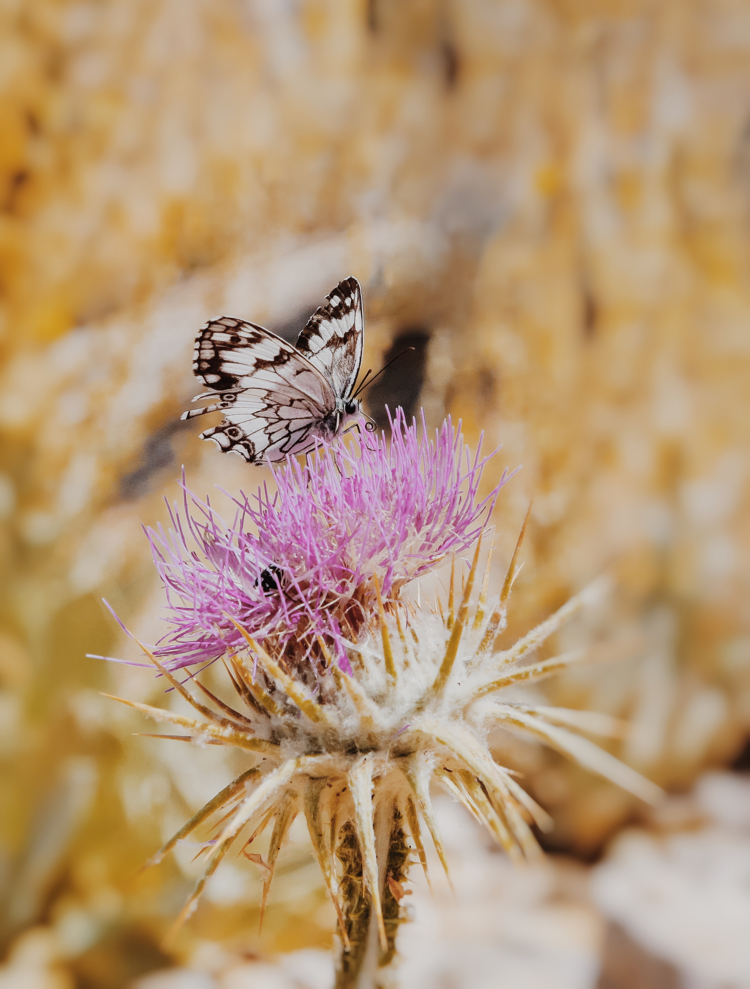 Free photo A butterfly on a little purple flower