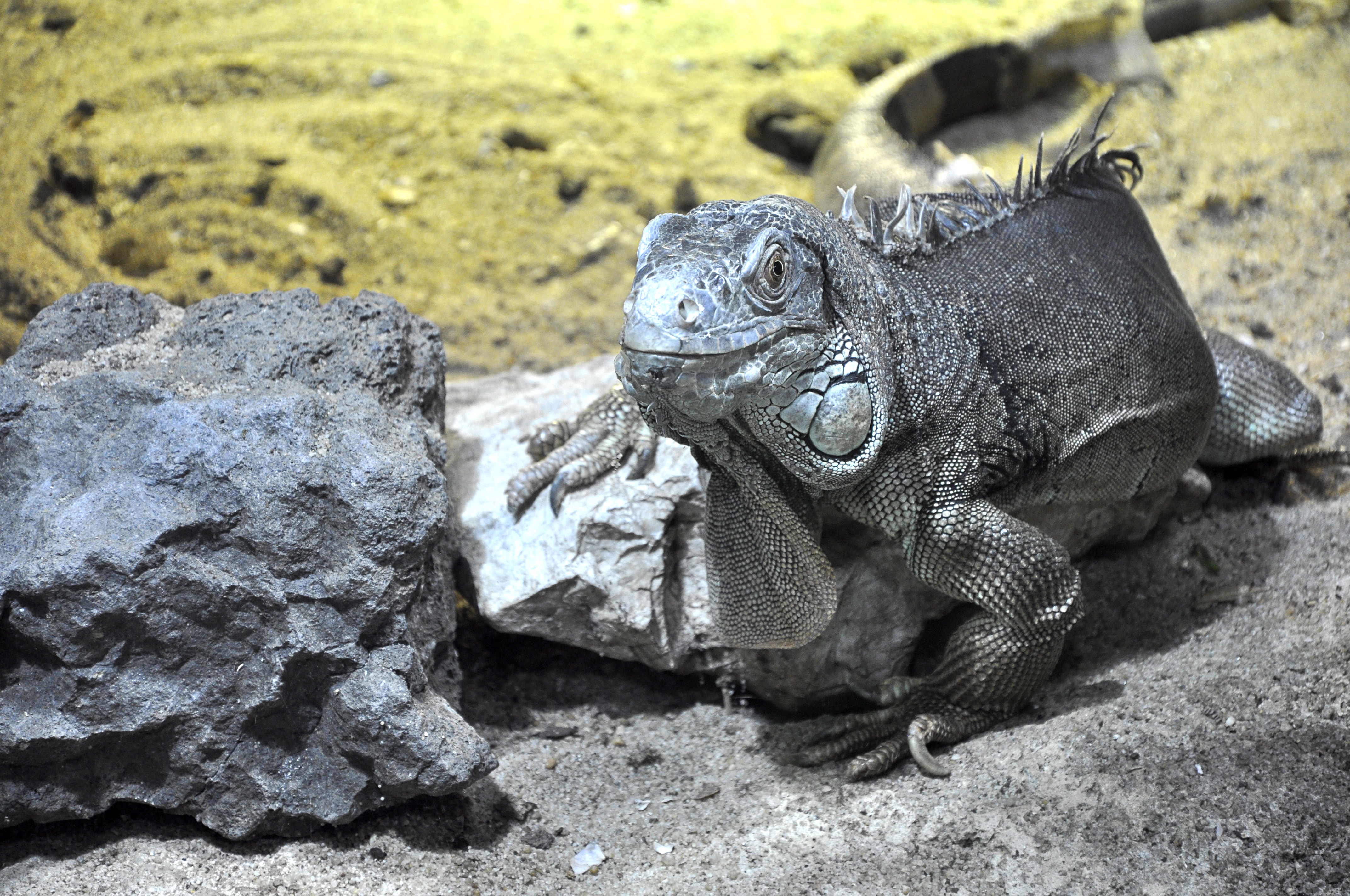 Free photo The big lizard at the zoo