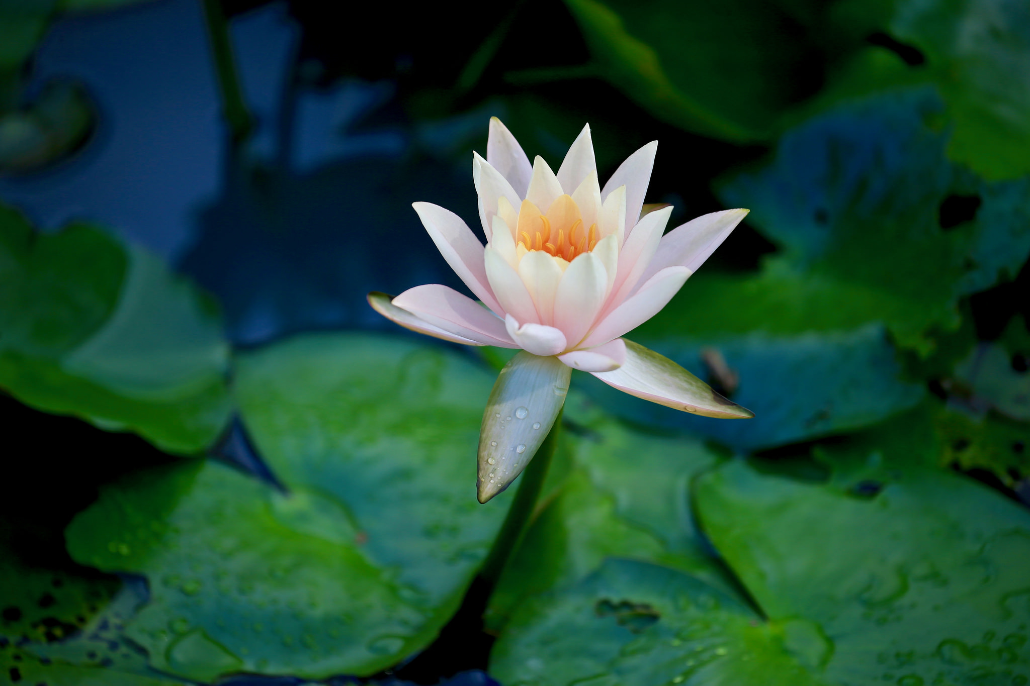 Wallpapers water lily white flower green leaves on the desktop