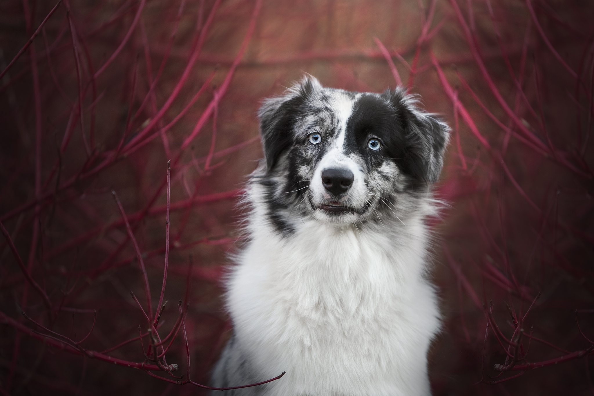 Wallpapers Aussies photograph pet on the desktop