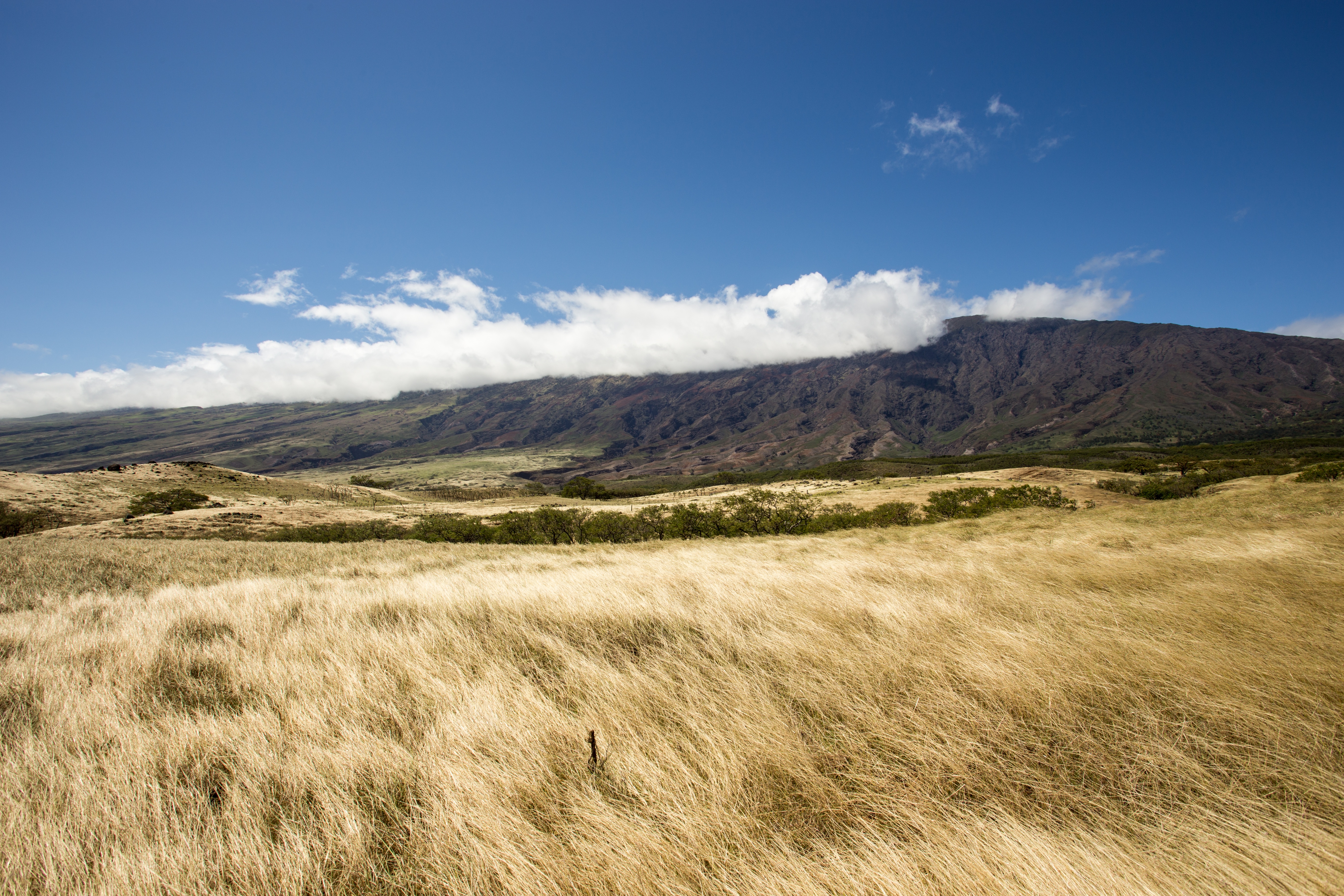 Wallpapers meadow prairie ecosystem on the desktop