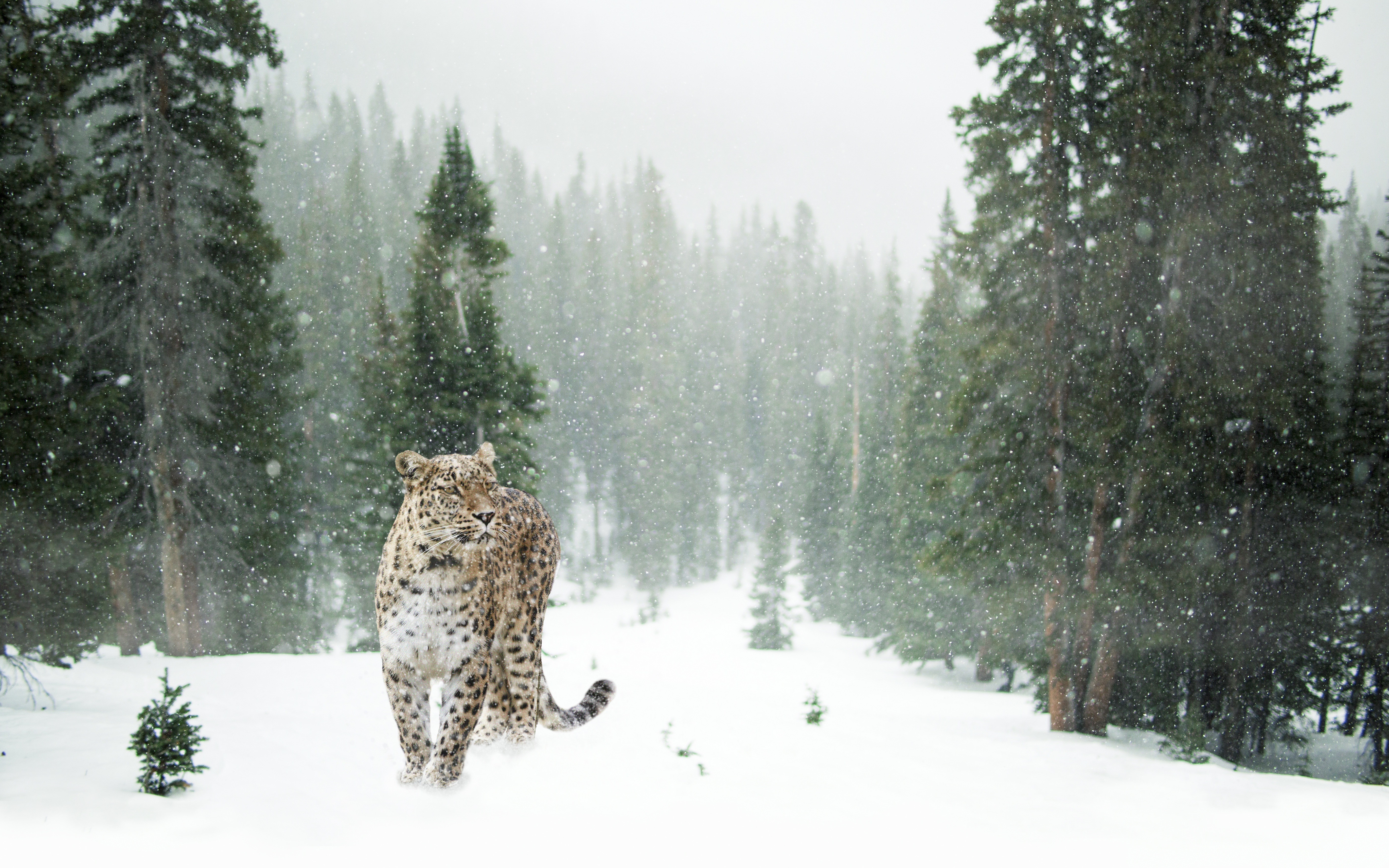 Wallpapers leopard forest snow on the desktop