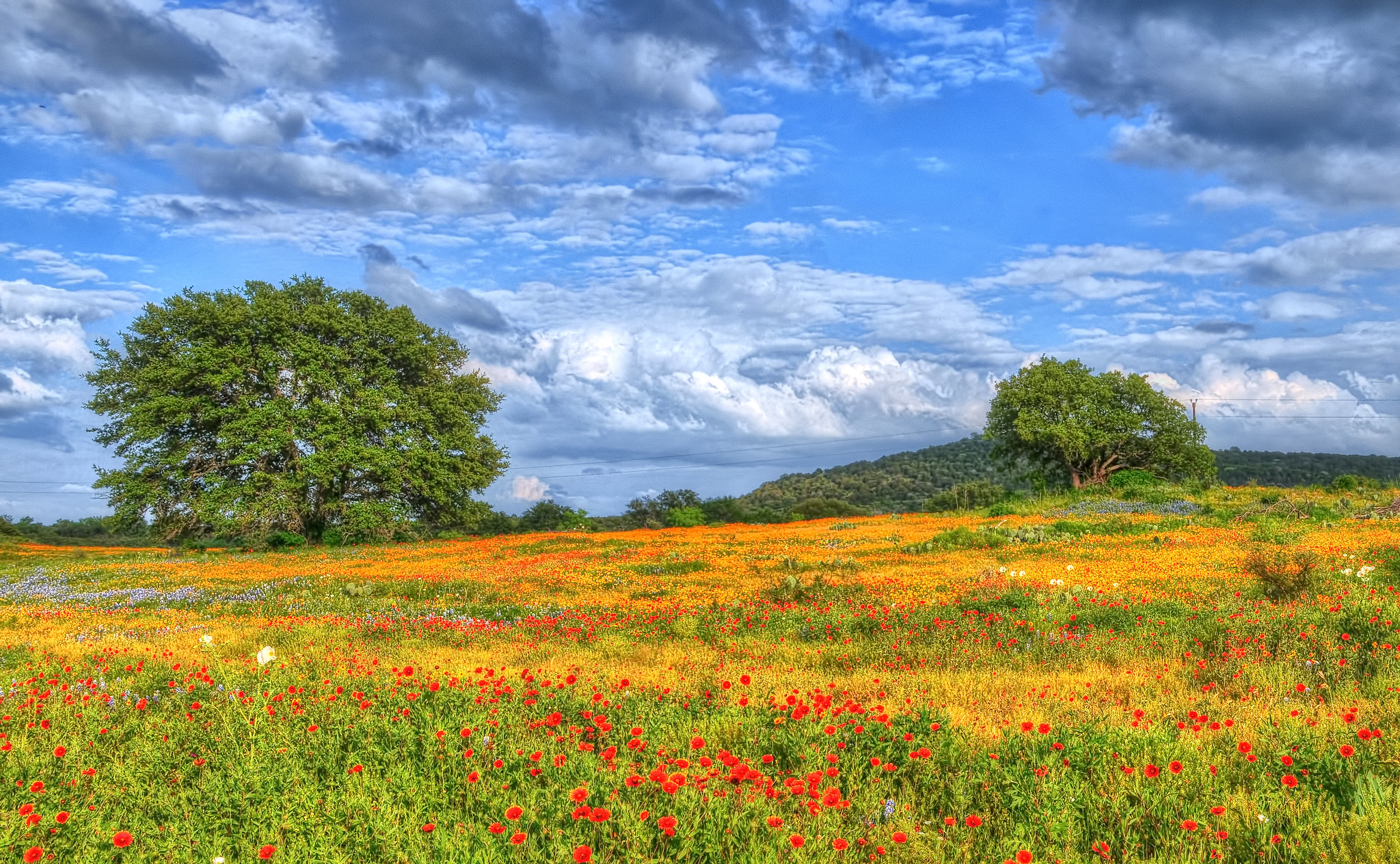 Wallpapers Wildflowers Texas field on the desktop