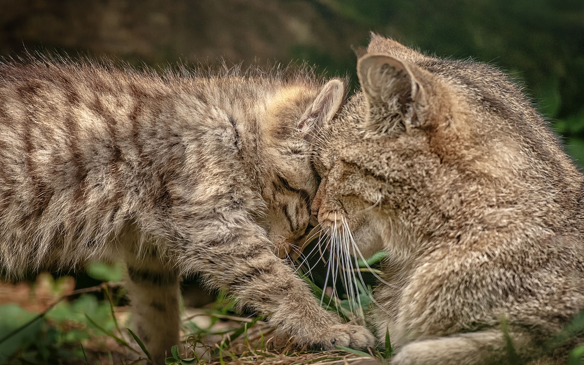 Европейские лесные коты