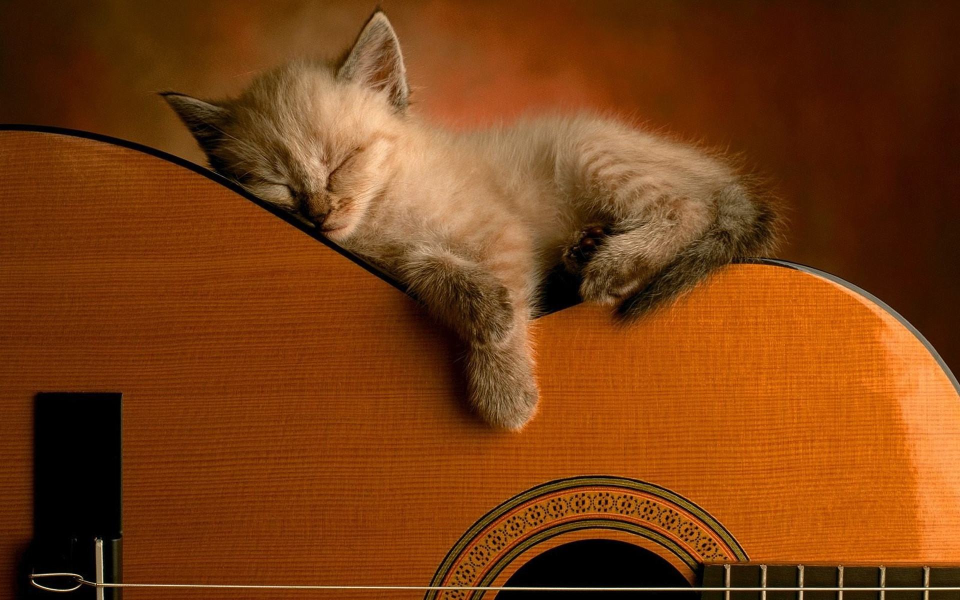 Wallpapers muzzle strings kitten on the desktop