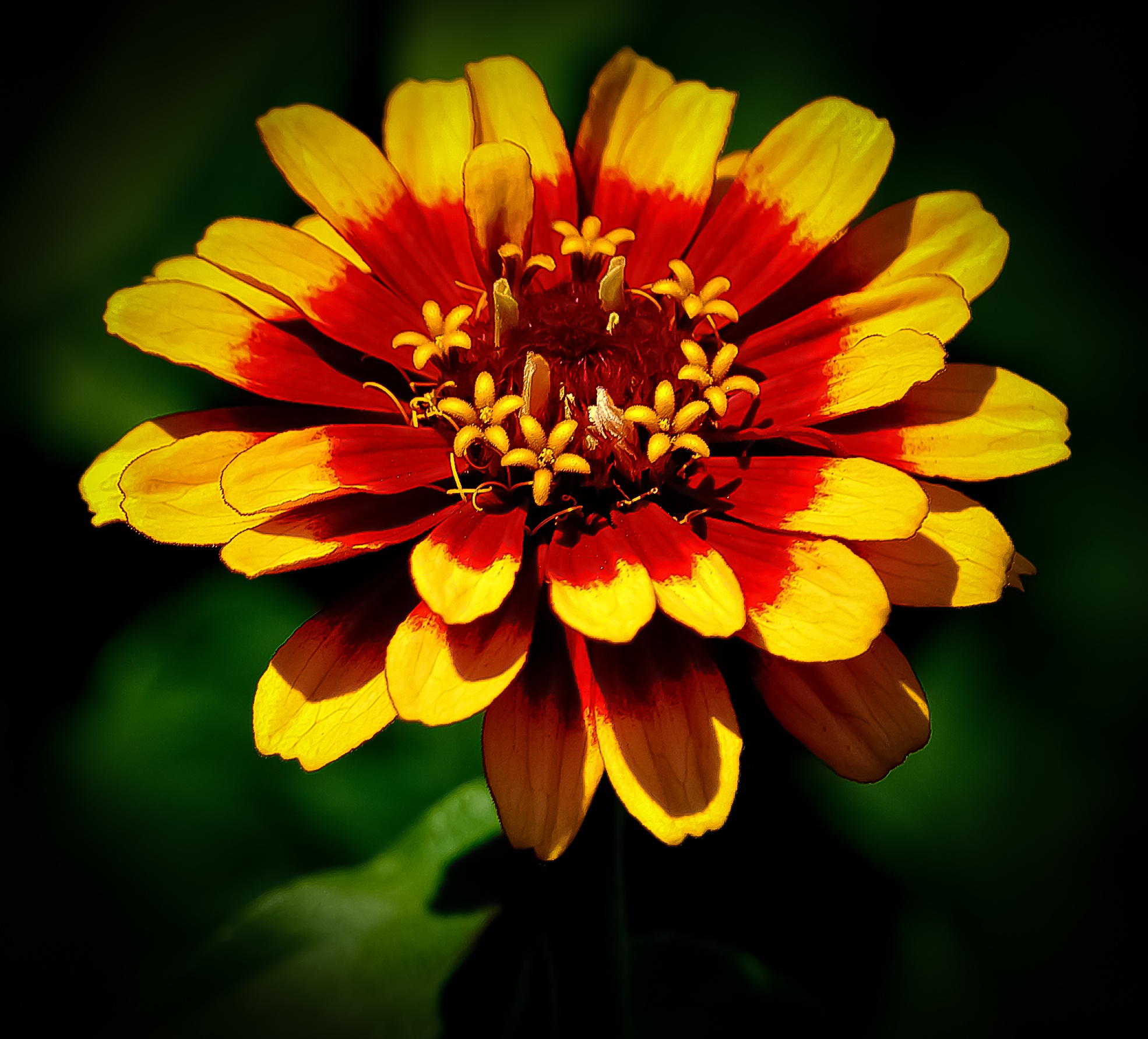 Бесплатное фото Красивый желтый цветок с красным цветом ближе к центру