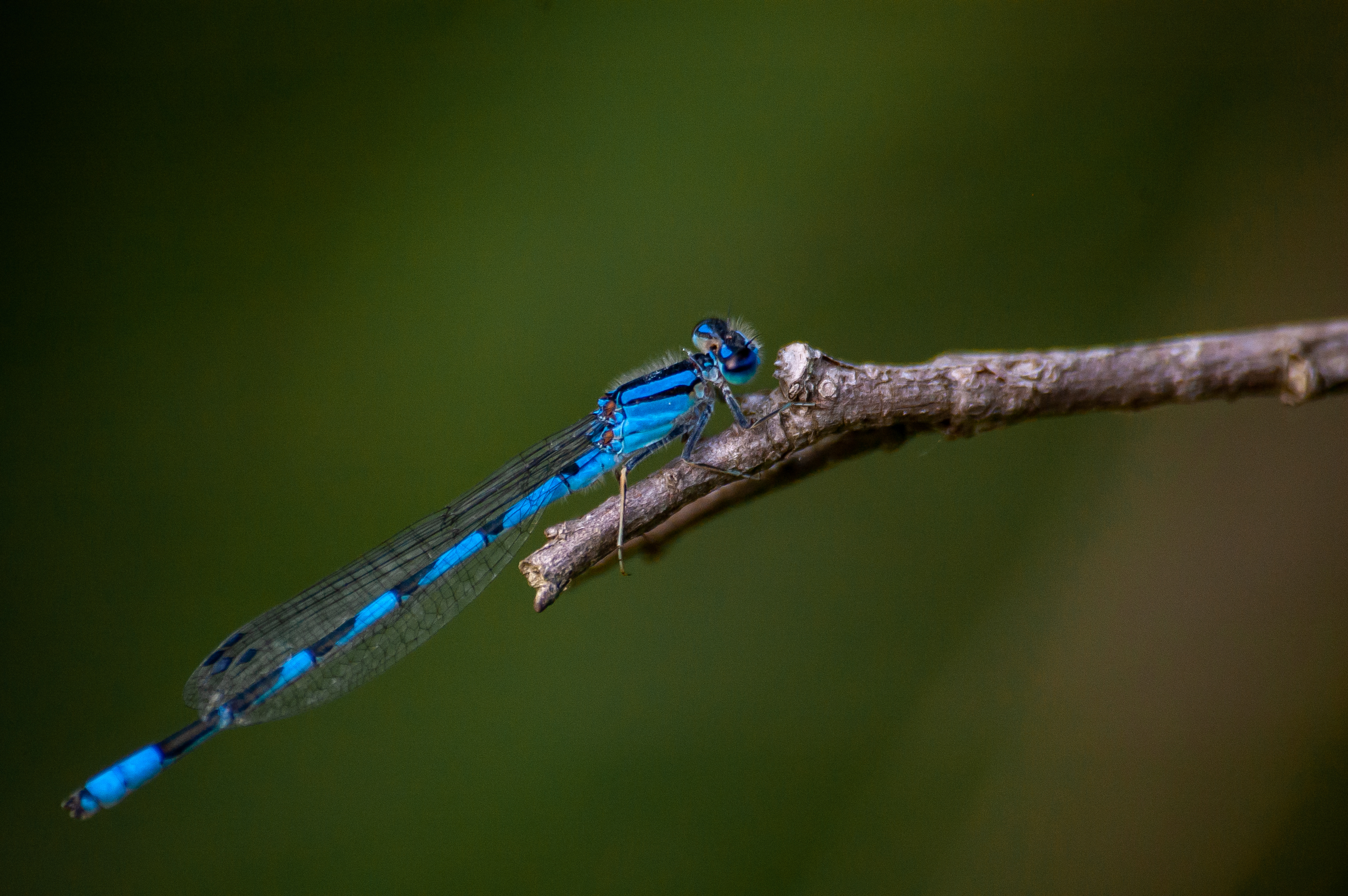 小树枝上的蓝蜻蜓