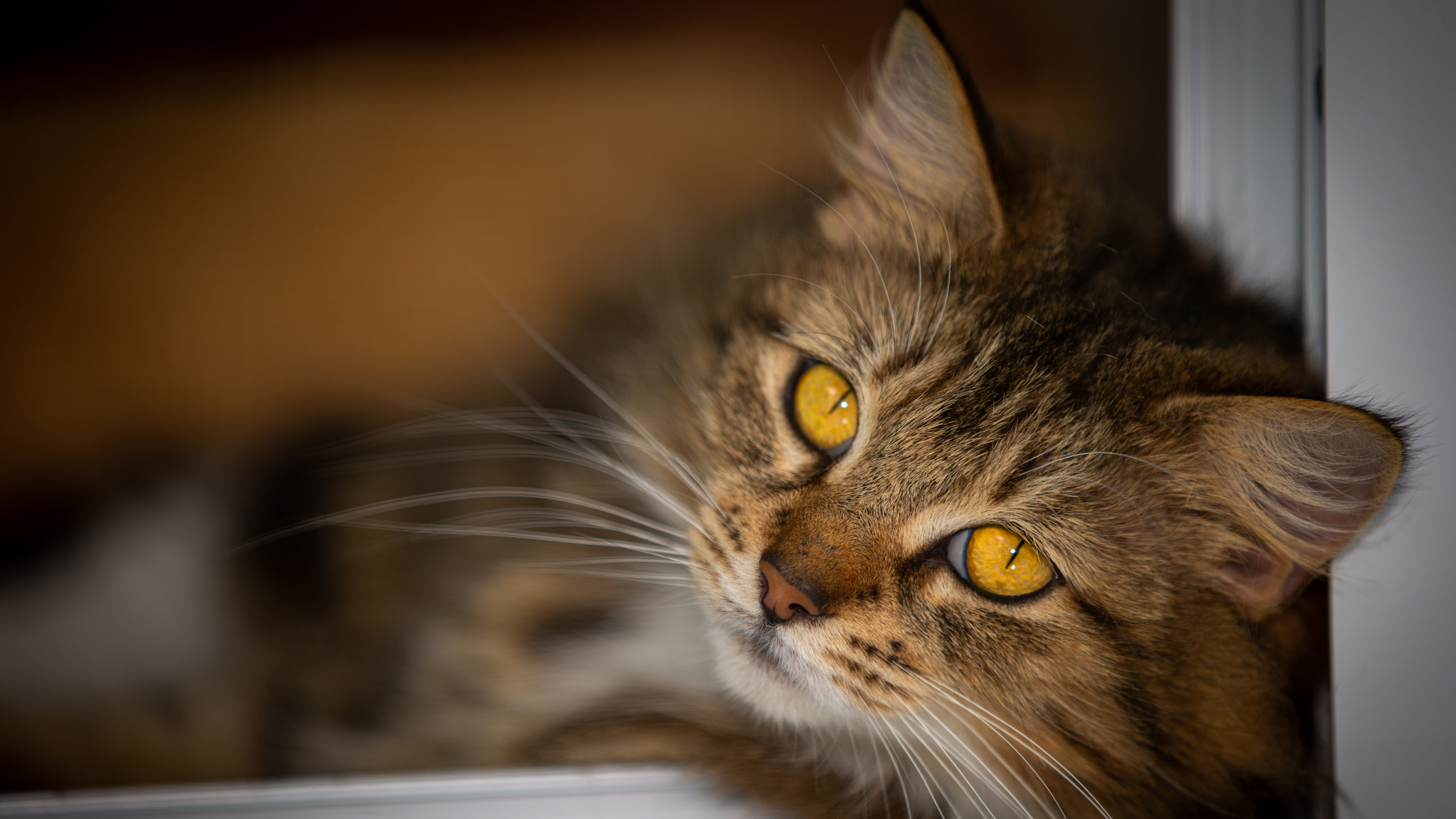 蓬松的金眼猫