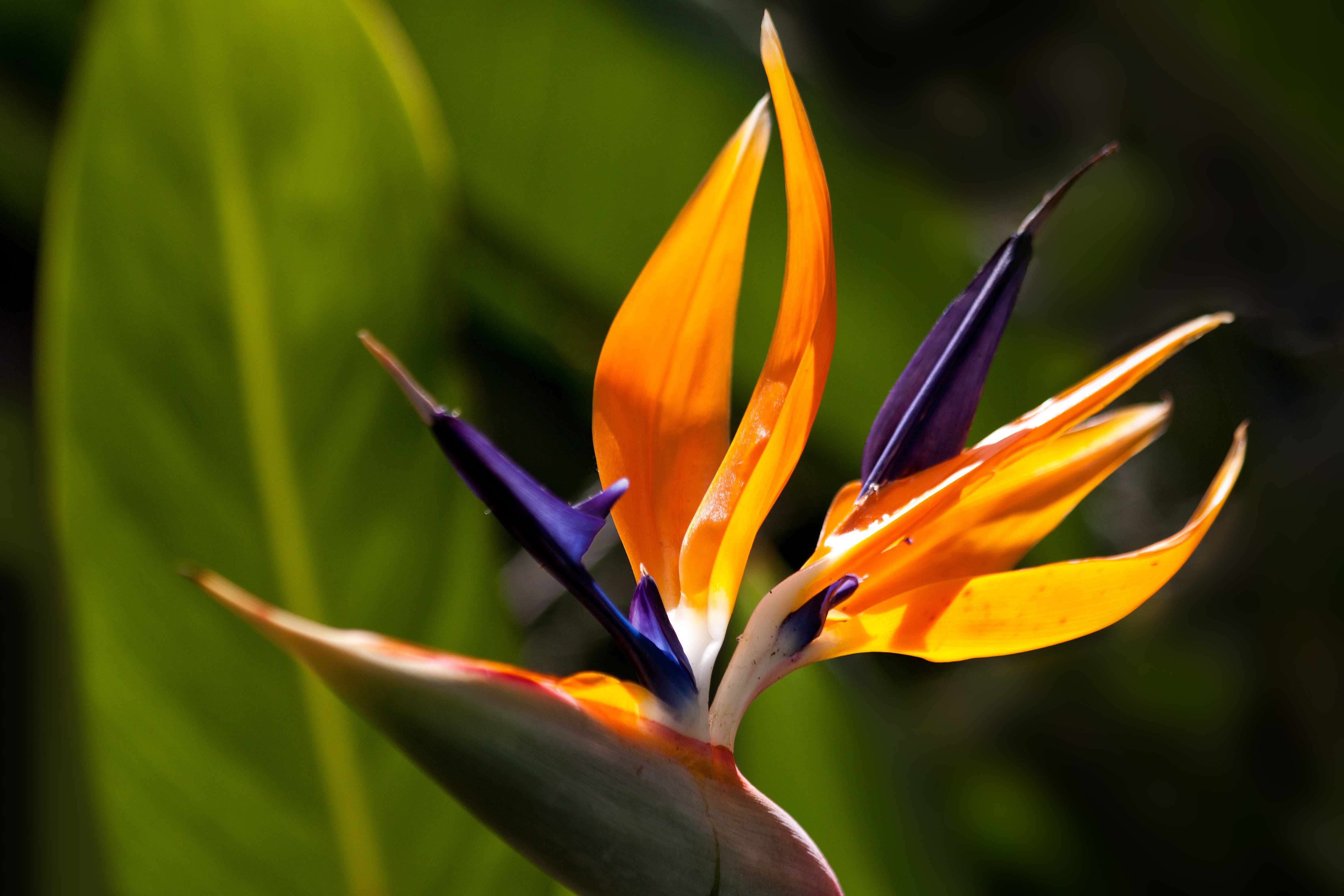 Free photo Strelitzia flower