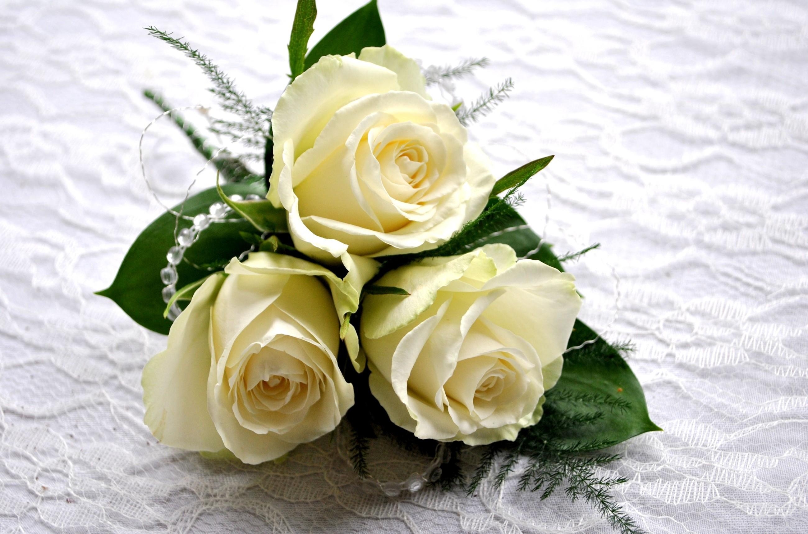 白雪公主三人组