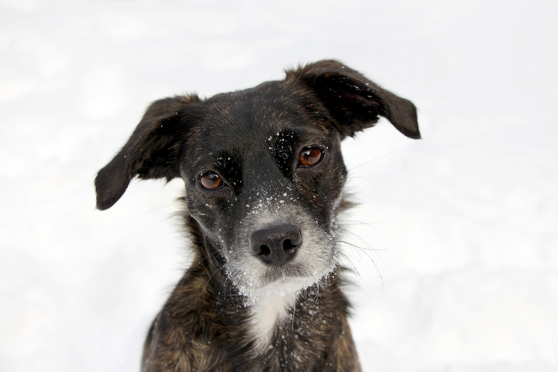 Wallpapers snow puppy dog on the desktop