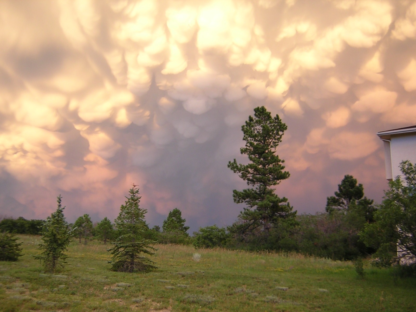Бесплатное фото Закат с драматическим небом, окрашенным в теплые оттенки, и хвойными деревьями на переднем плане.