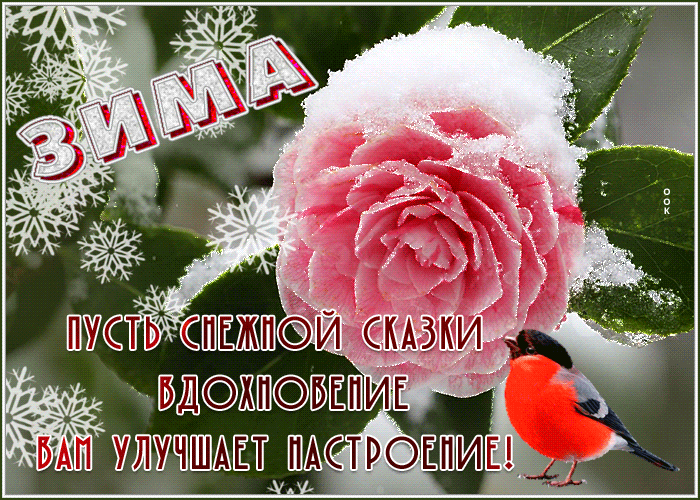 主题为超级有愿望 冬季 玫瑰的明信片免费下载