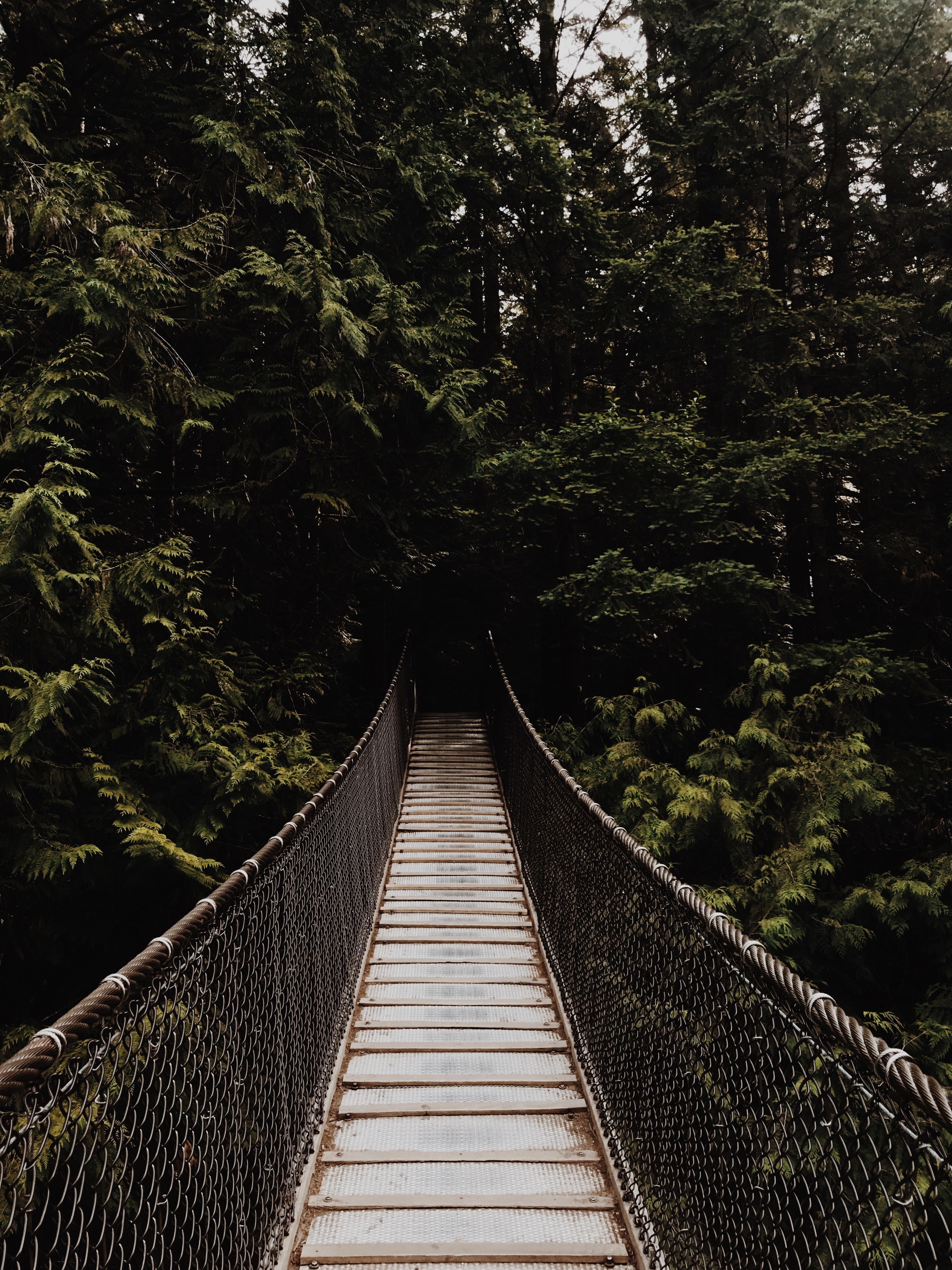 Free photo The bridge in the jungle