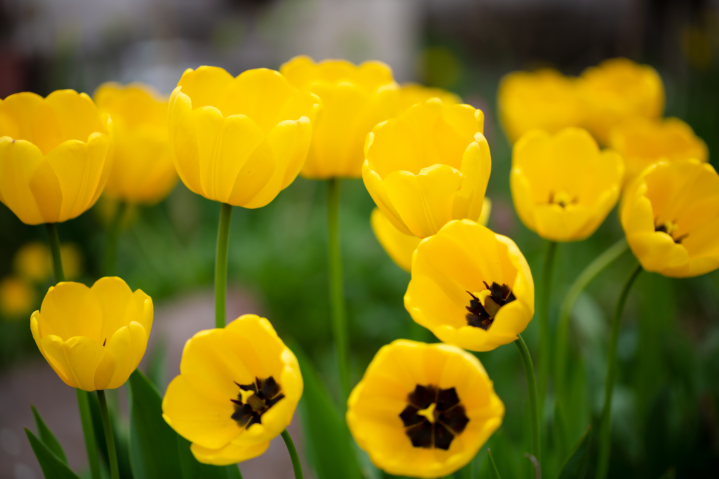 Free photo Yellow tulips