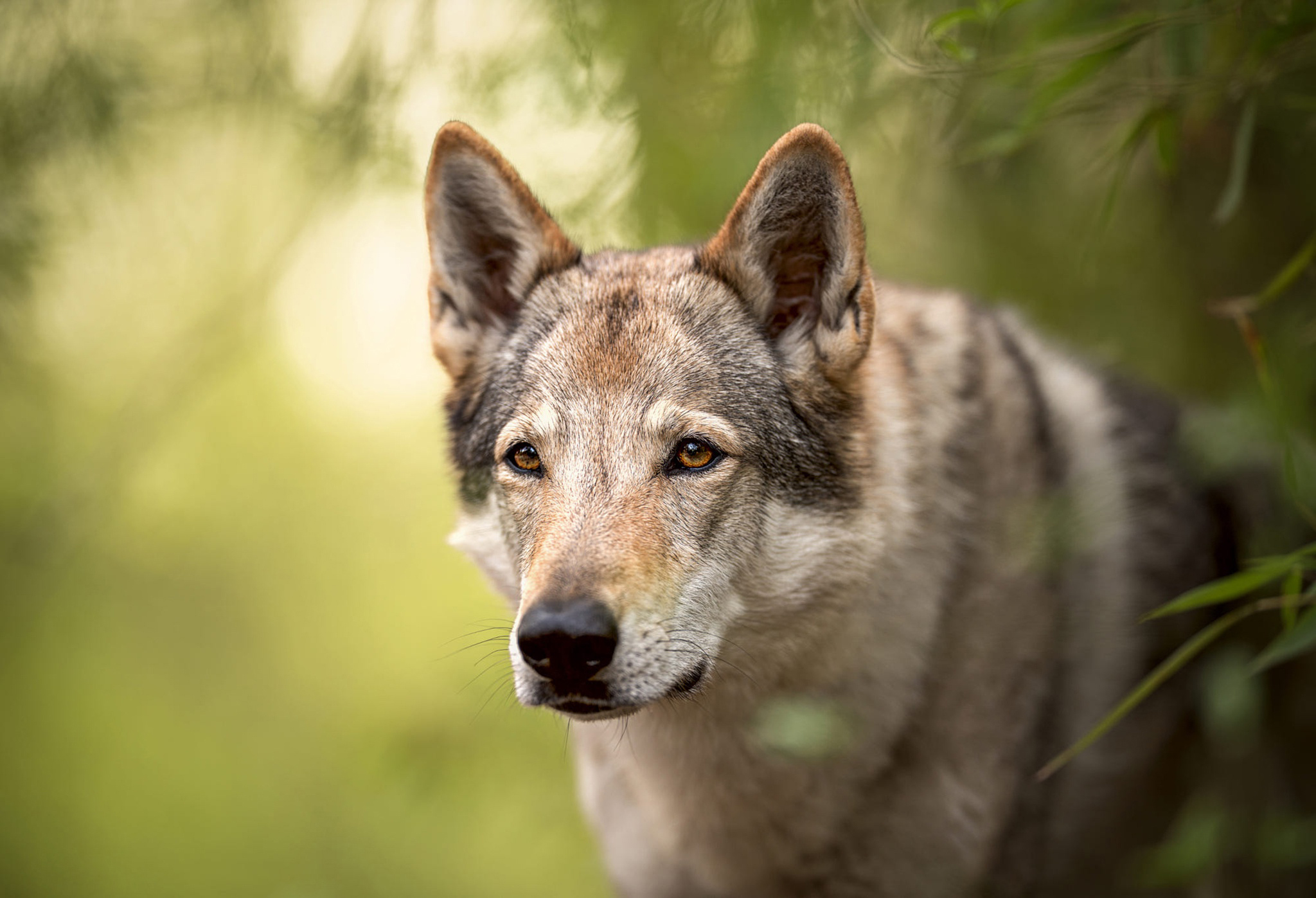 Free photo Saarloos Wolfdog