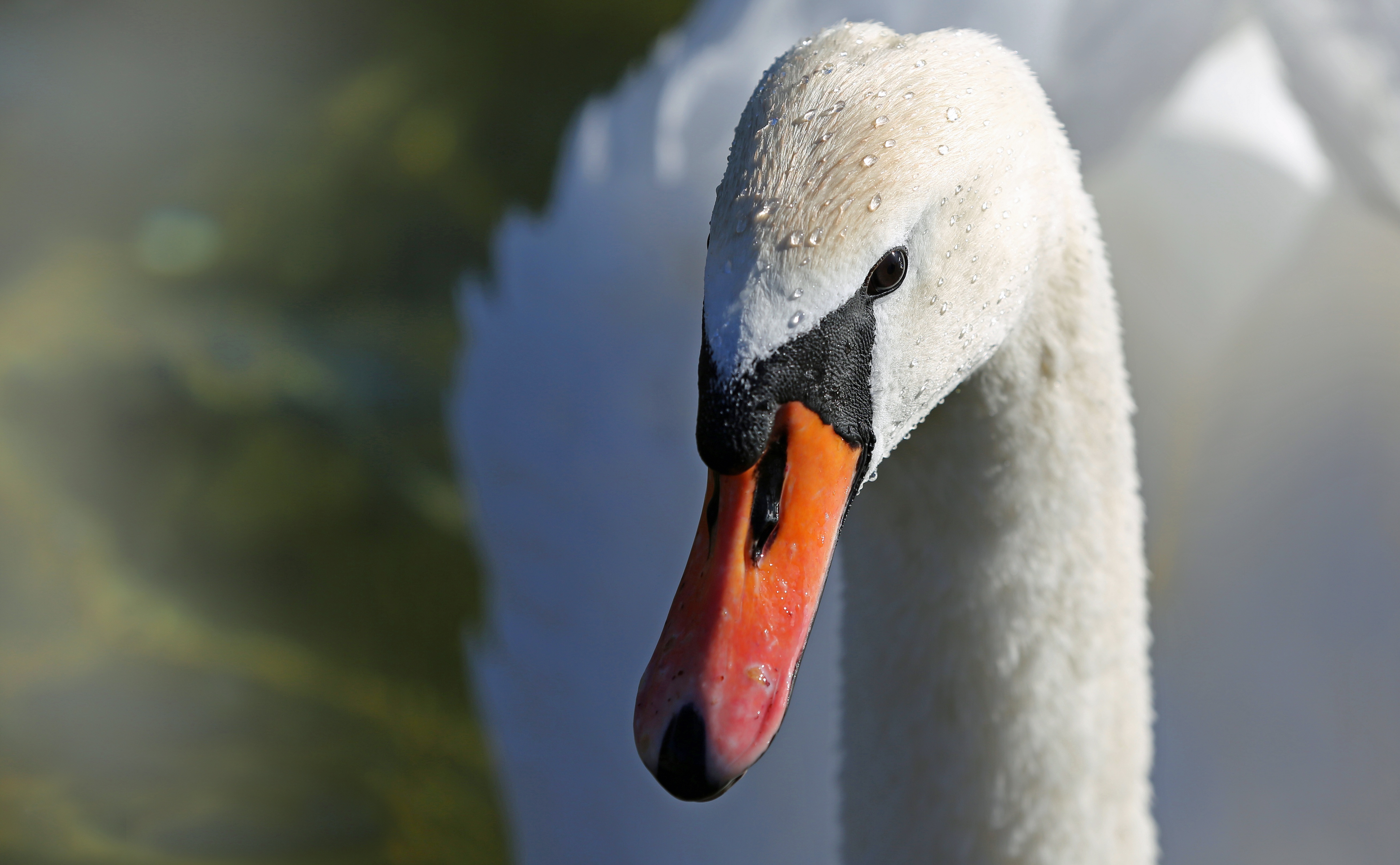 A close-up of a swan`s head