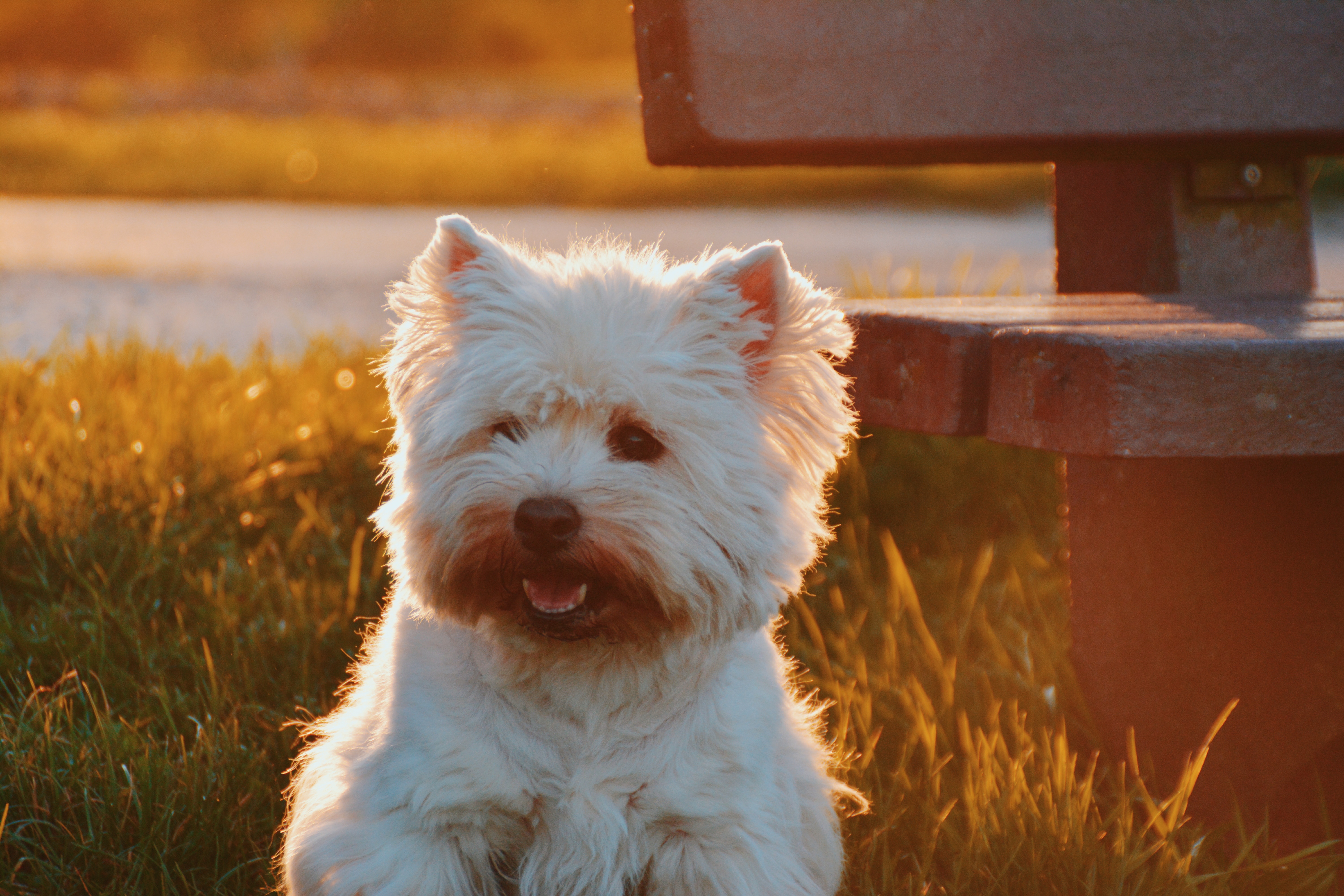 Wallpapers white puppy dog on the desktop